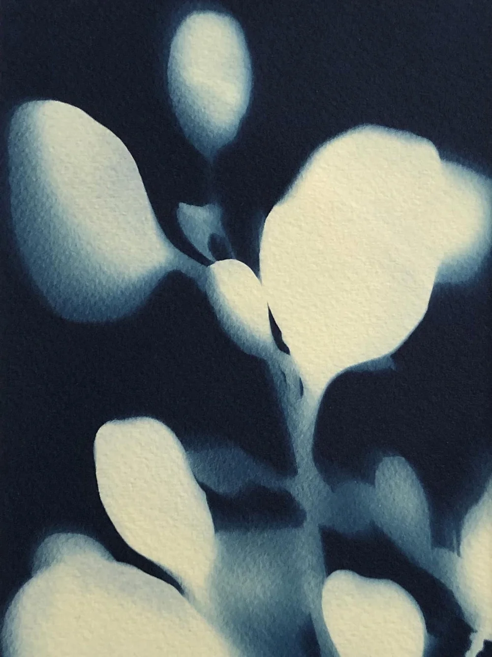 cyanotype8.jpg
