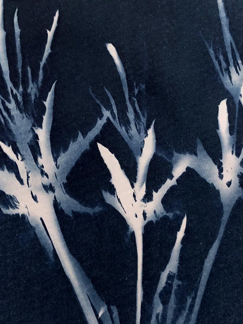 cyanotype6.jpg