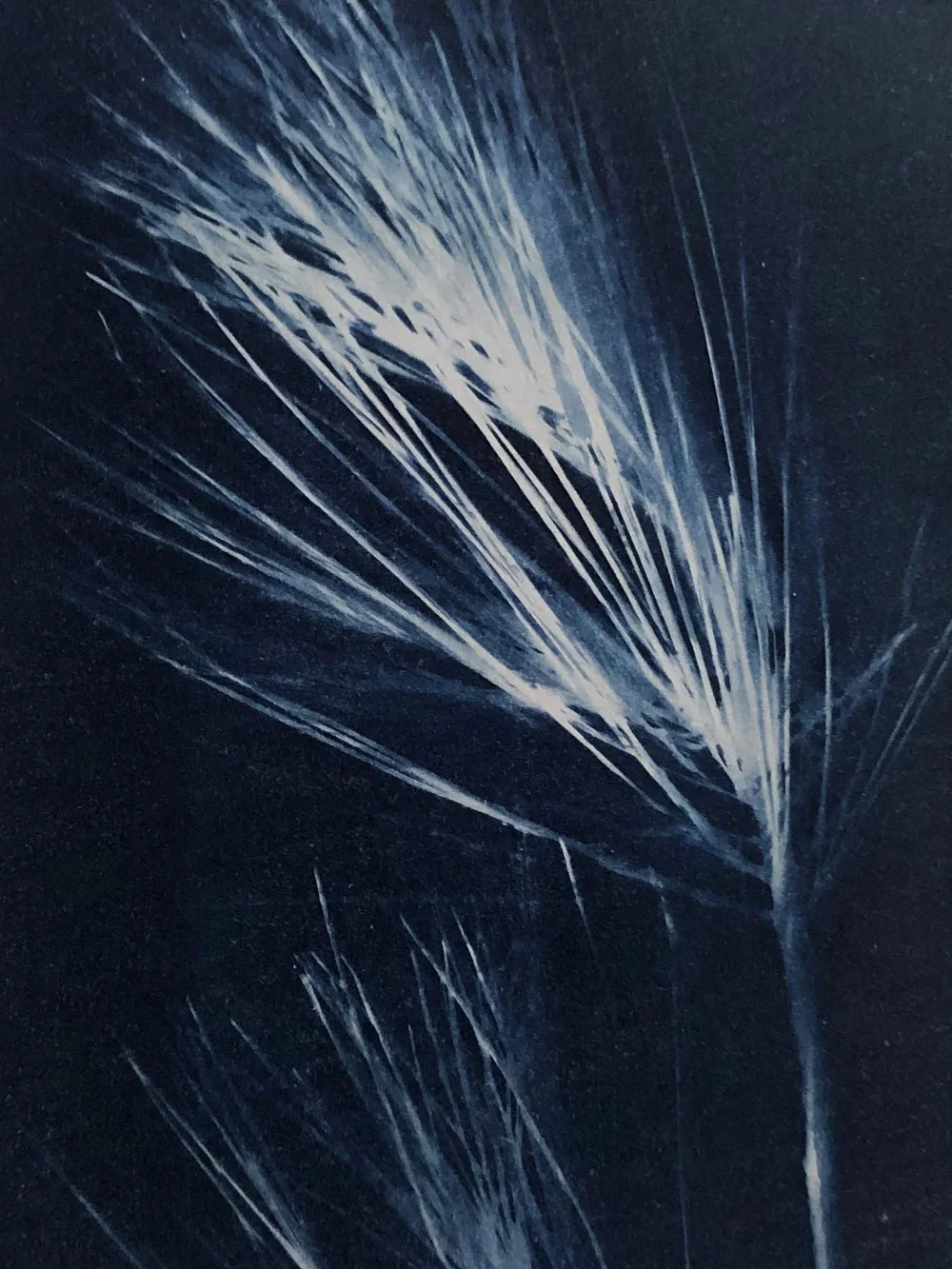 cyanotype3.jpg