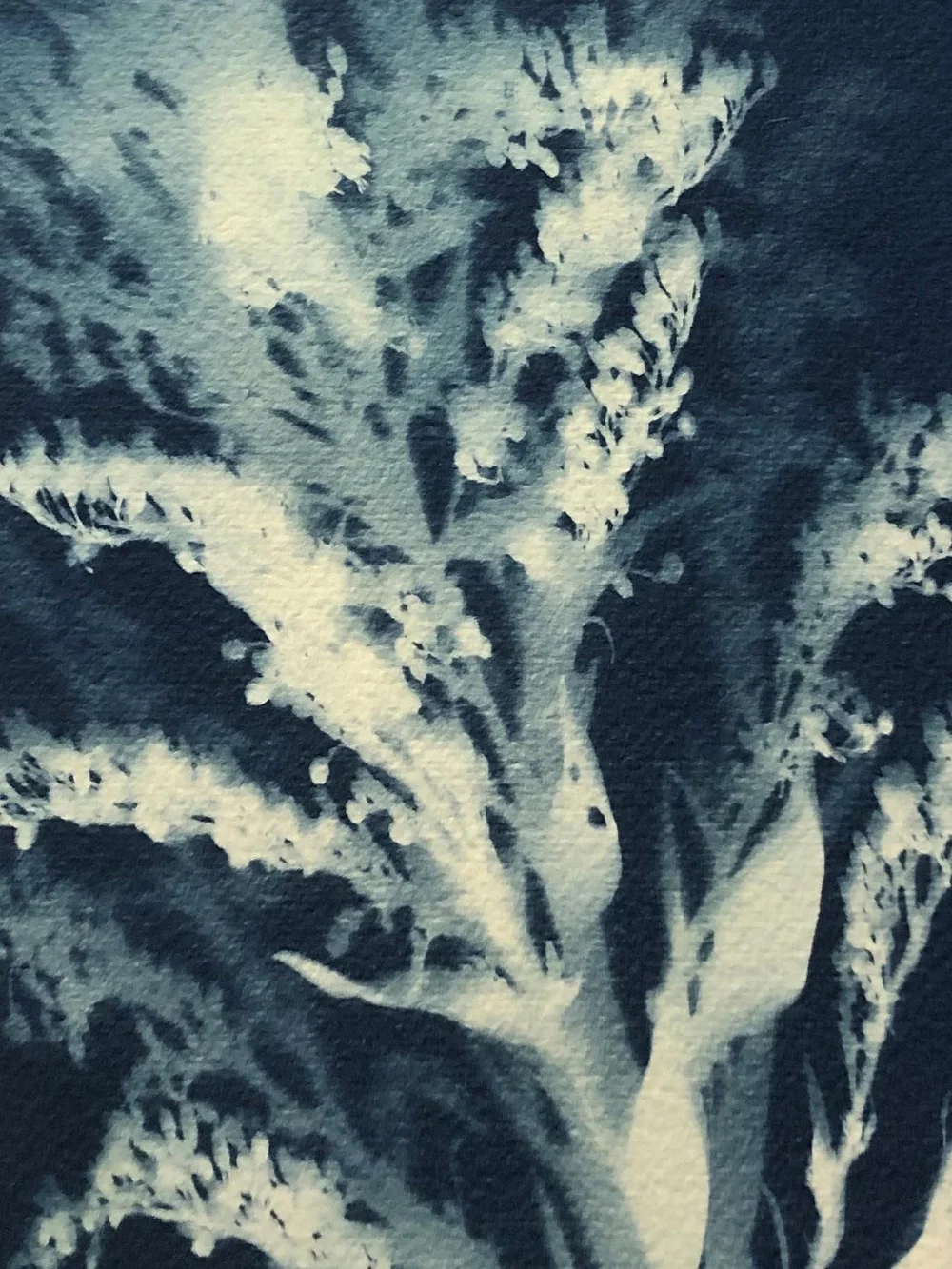 cyanotype10.jpg