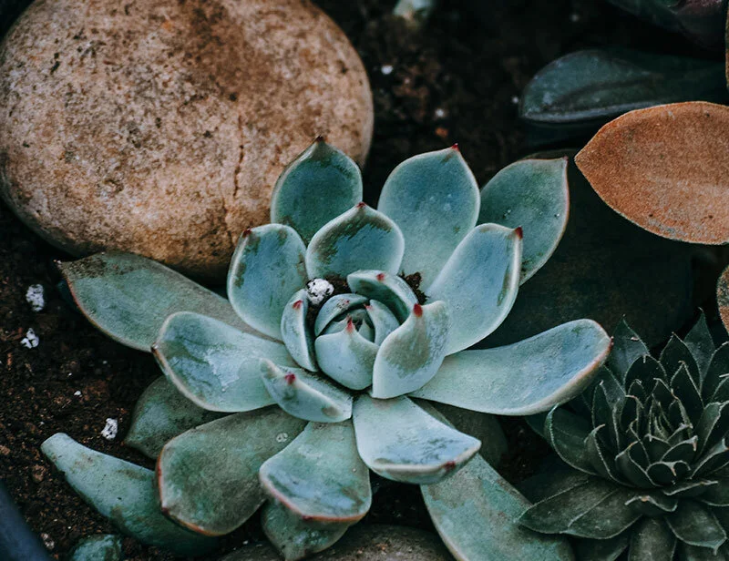 ADDICTED TO SUCCULENTS