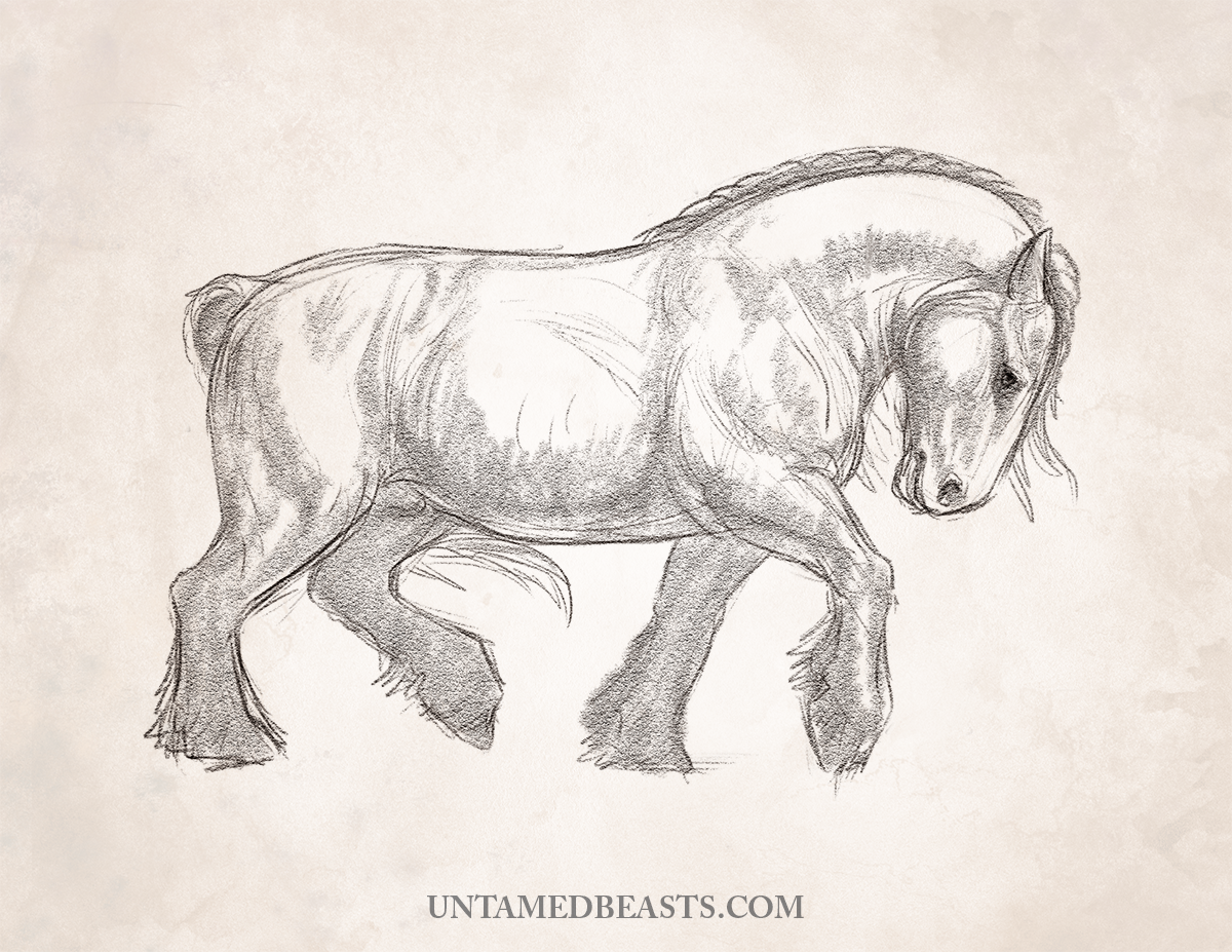 Draft Horse Sketch.png