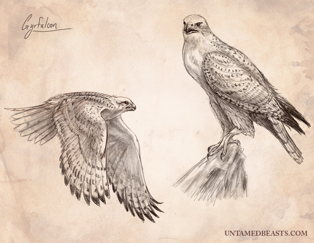 Gyrfalcon labeled 1000px.png