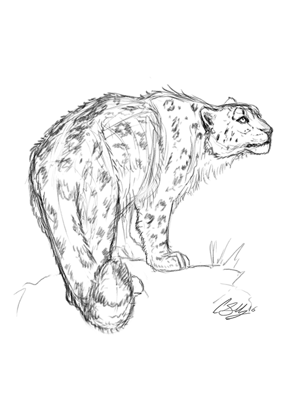 snowleopard1.png