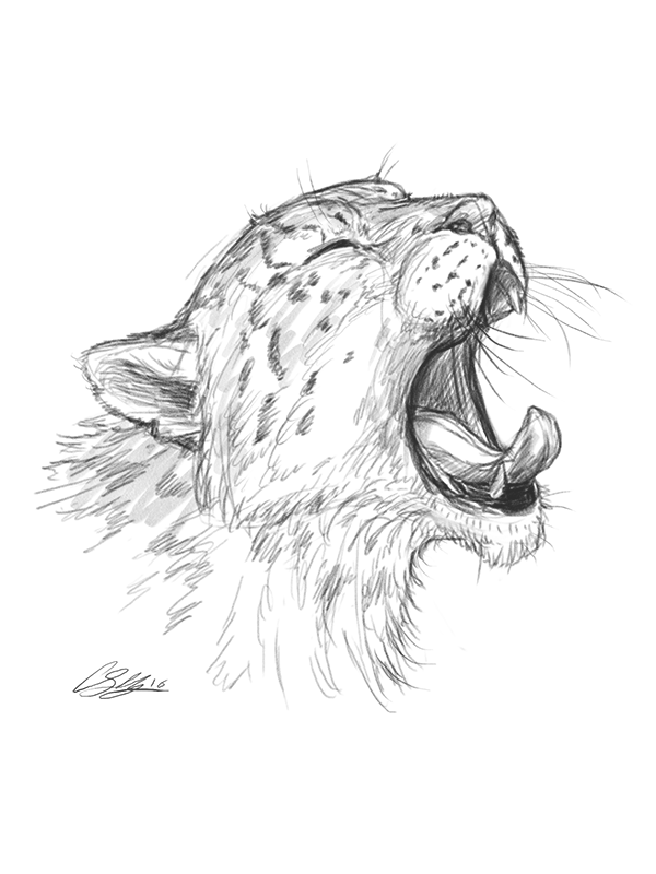 snow-leopard-yawn.png