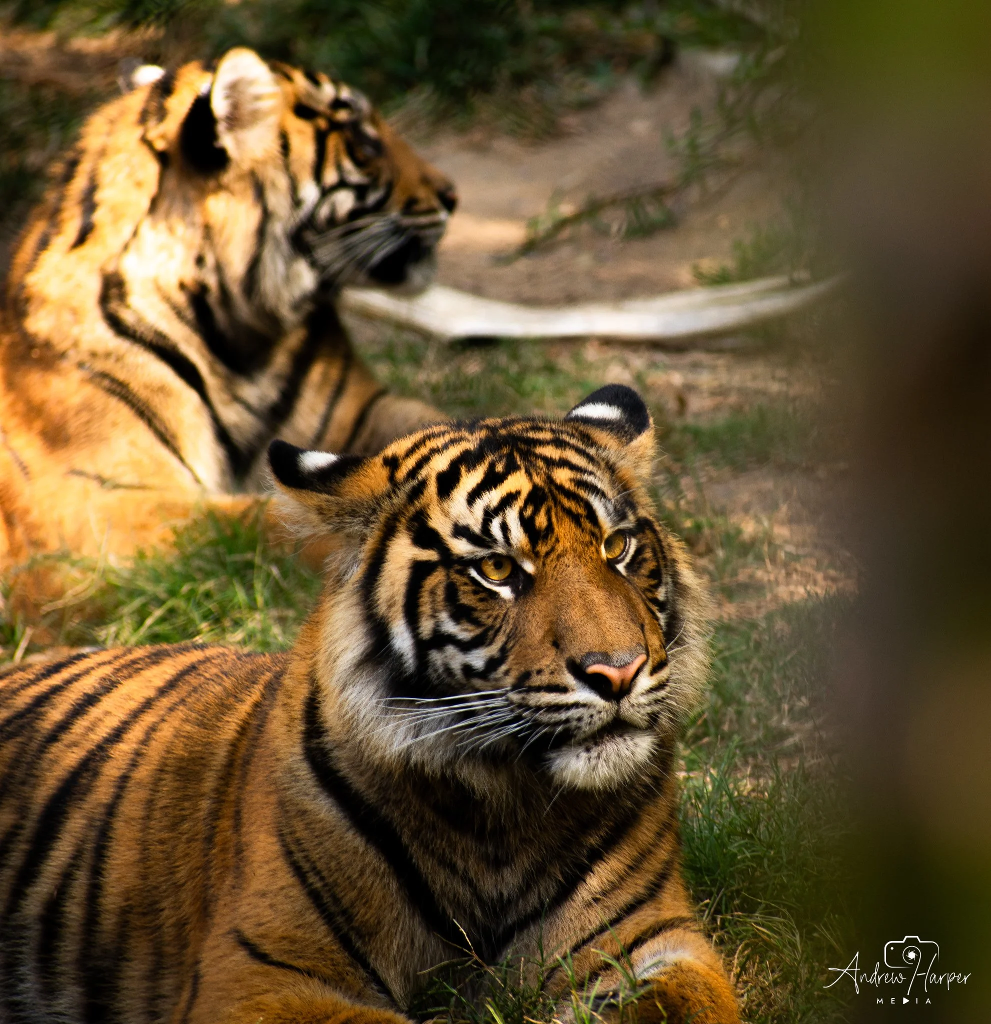 Safari Park-7.jpg