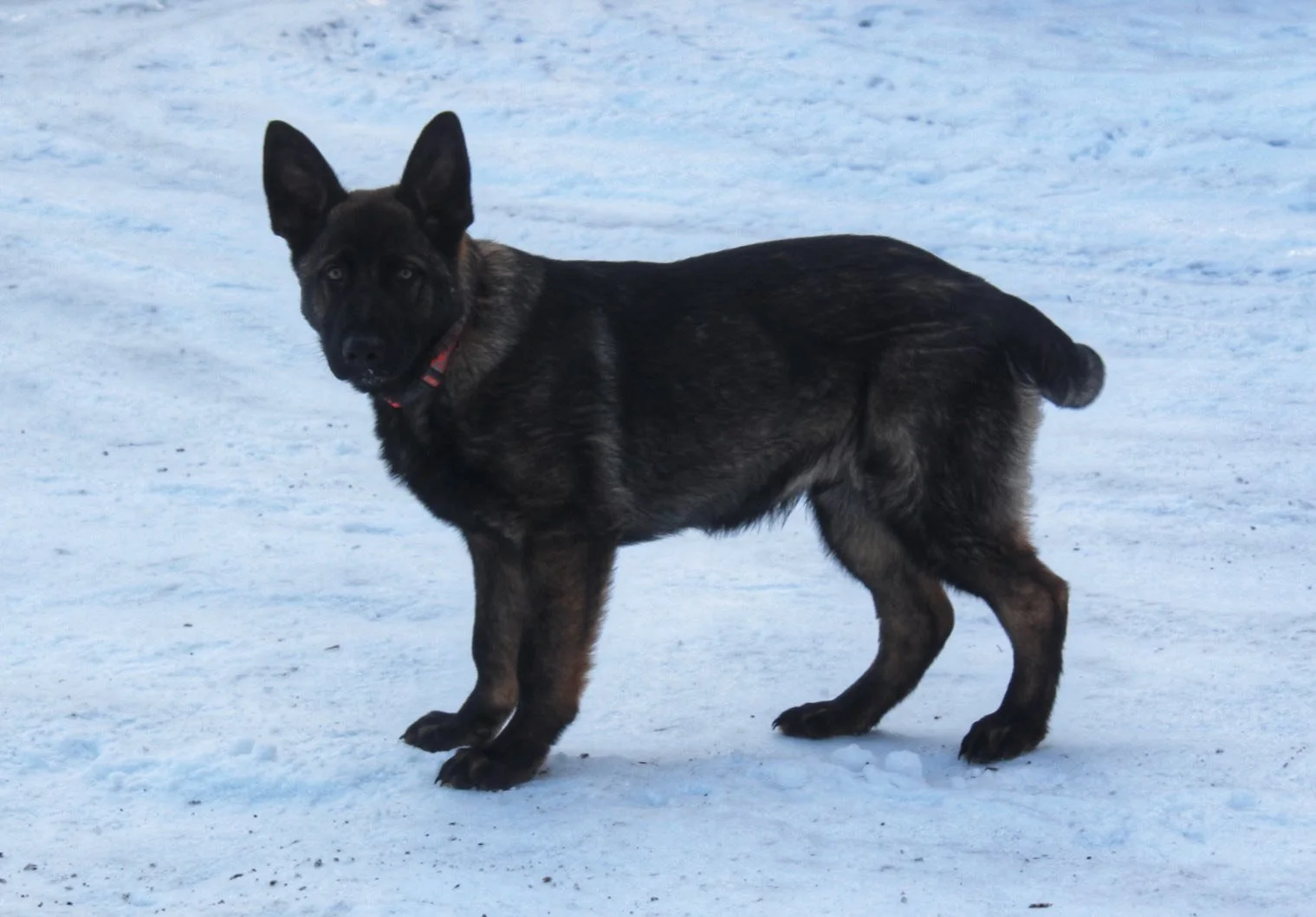 blade 5 months 2.jpg