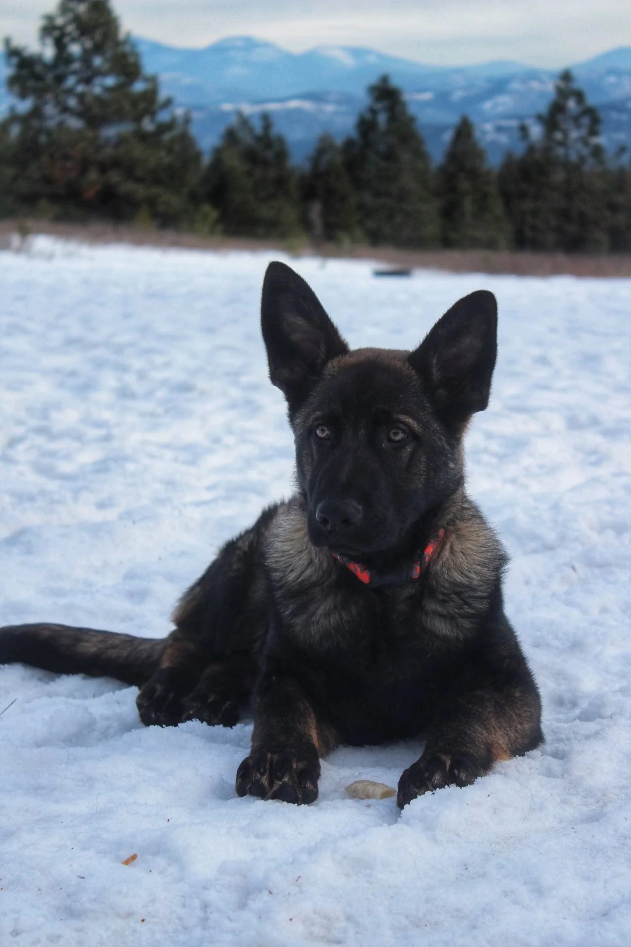 blade 5 months 4.jpg