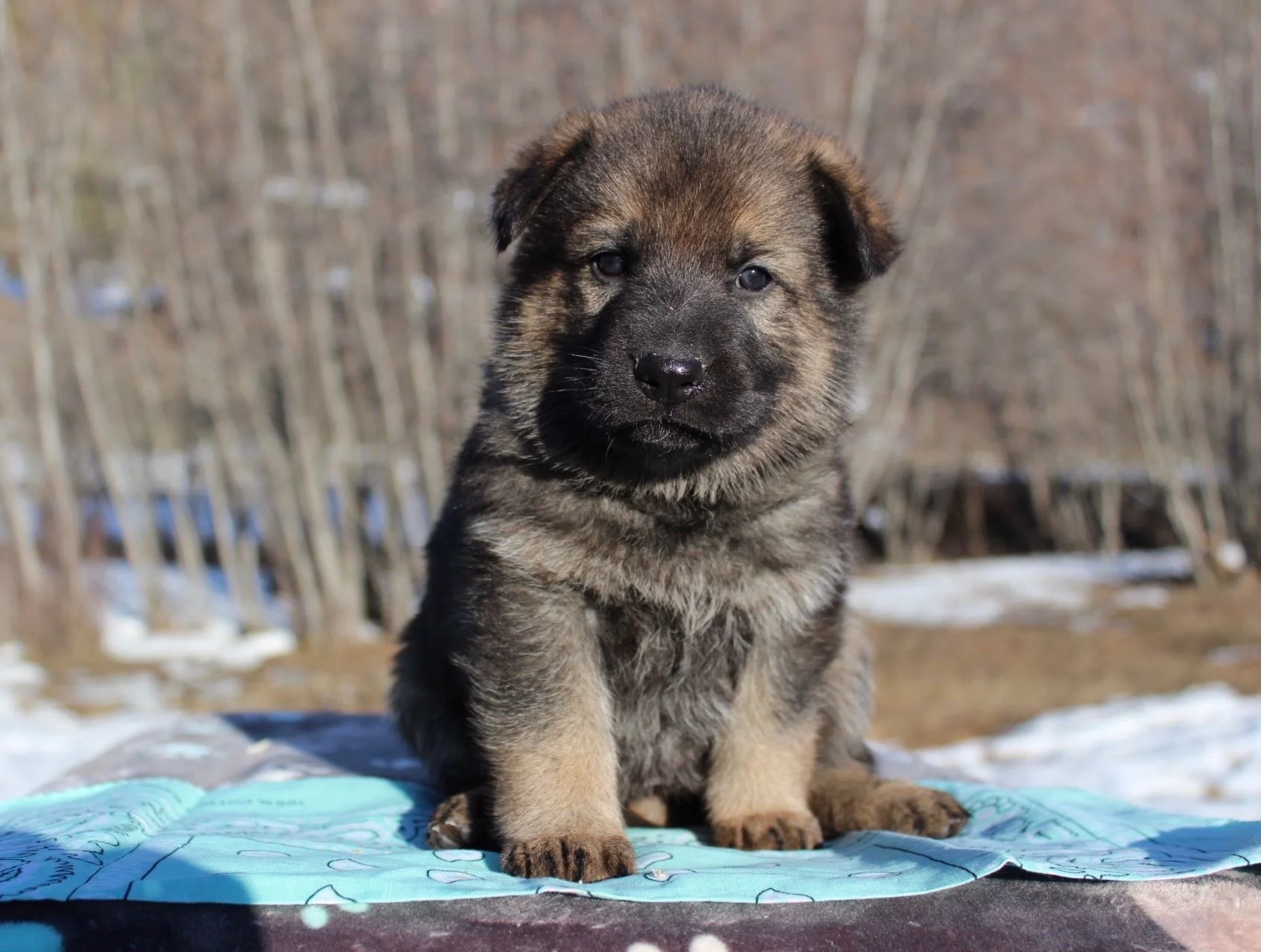 von-zobel-haus-kennels_past-litter_k-17.jpeg