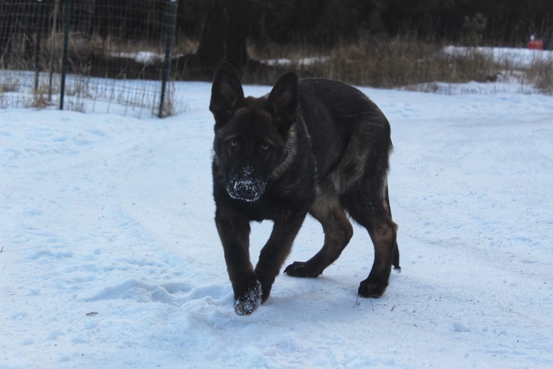 blade 5 months 3.jpg