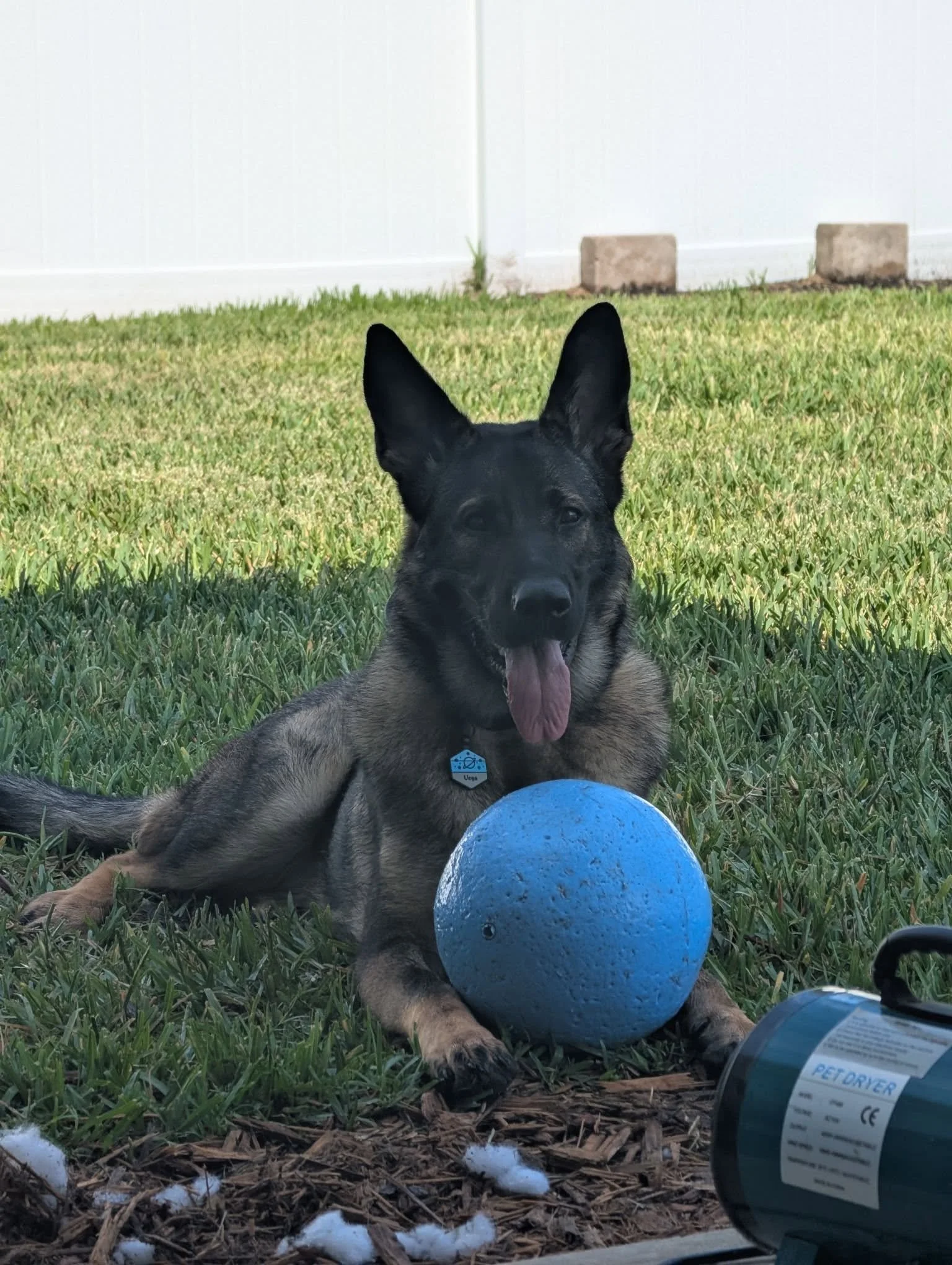 Viper puppy 3.jpg