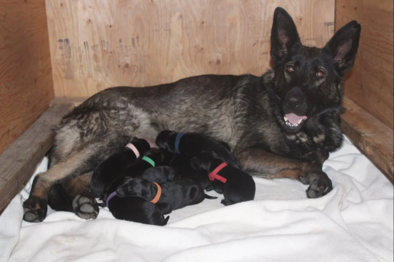 mary newborn Z litter.jpg