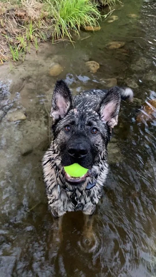 Viper puppy.jpg