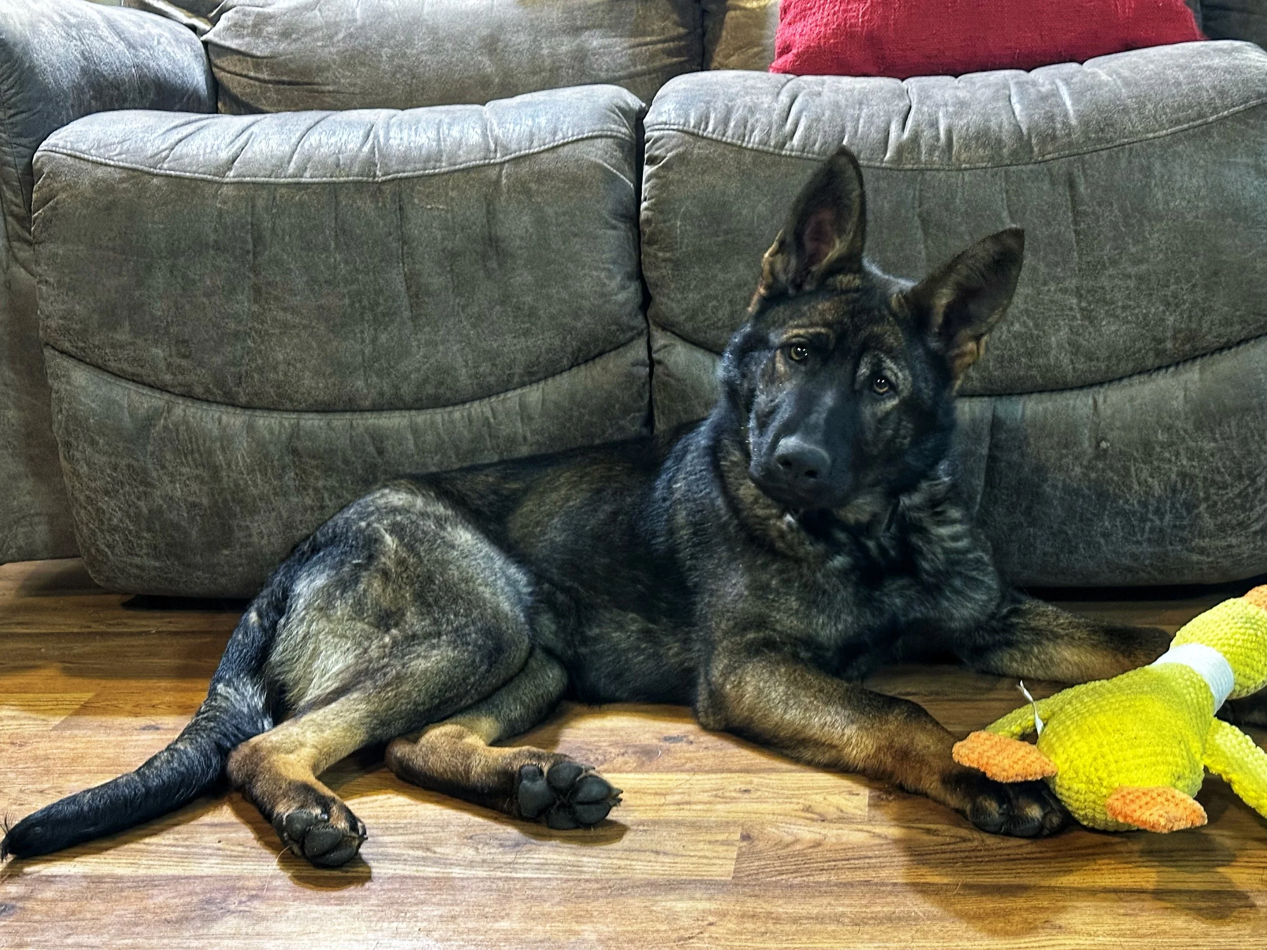 timber 6 months.jpeg