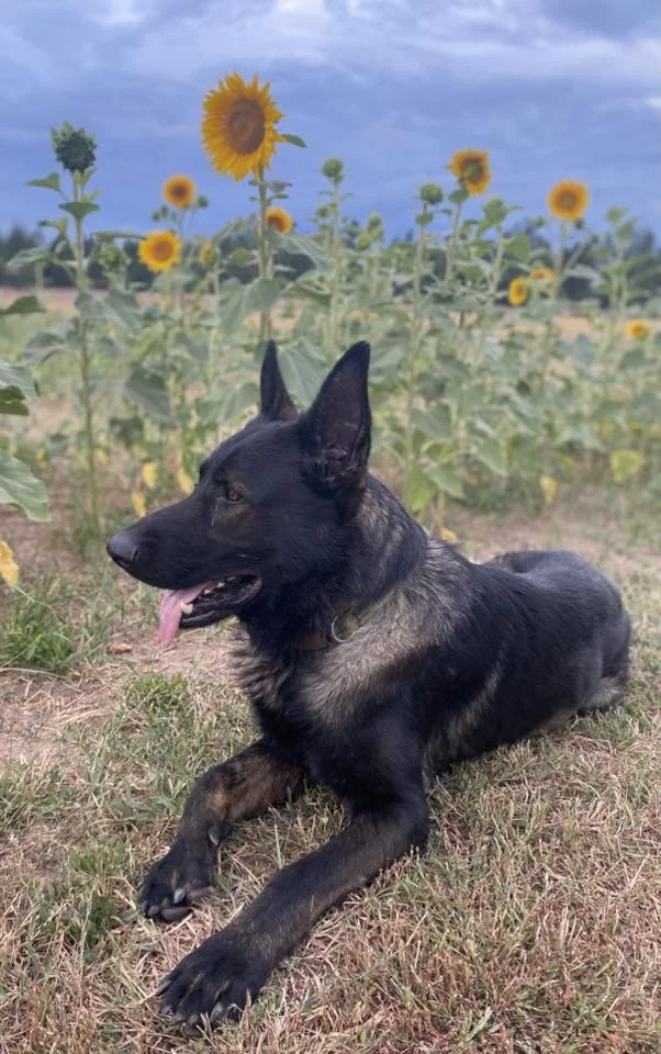 Starla pup.jpg