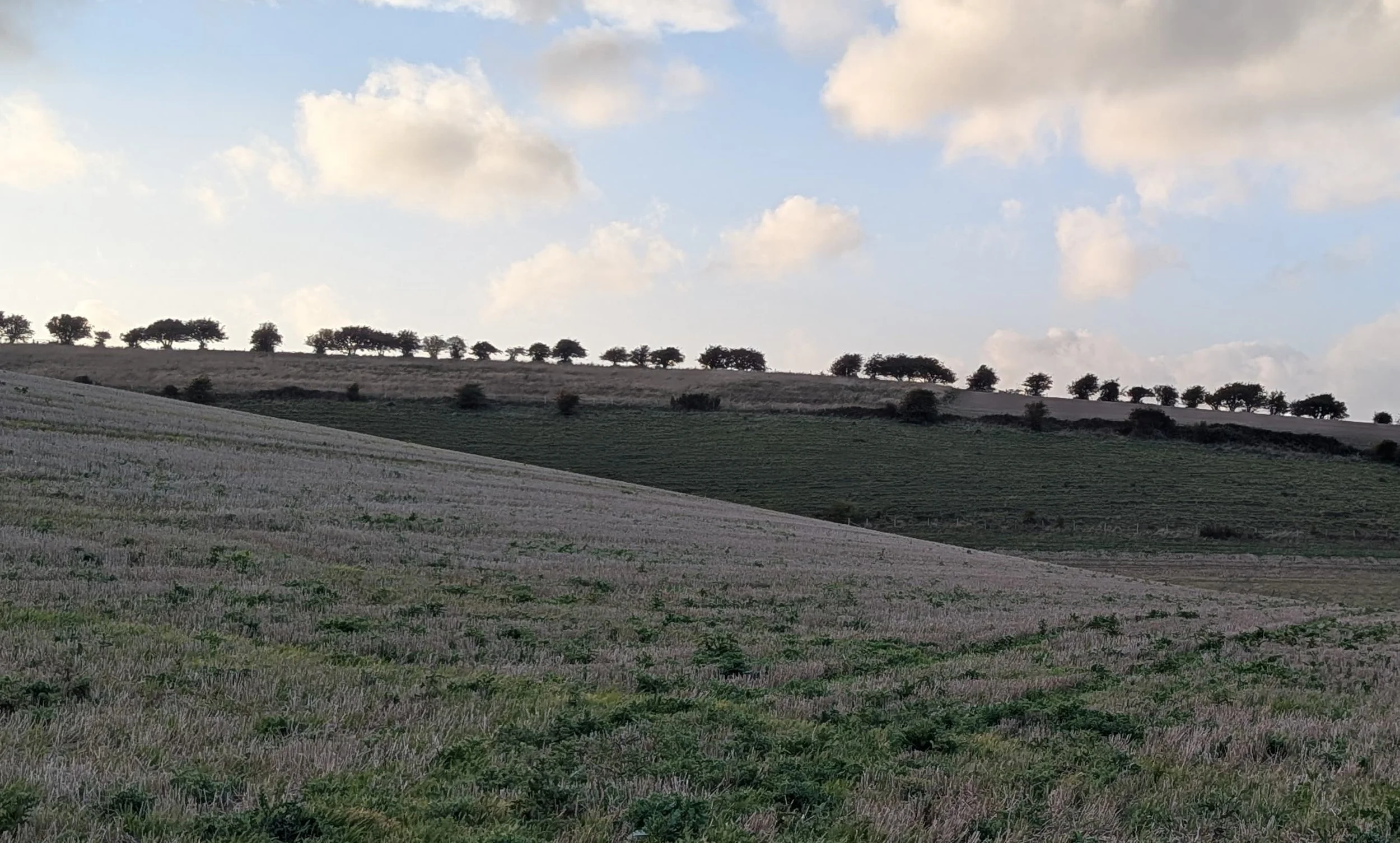 What Trees Teach Us About Letting Go