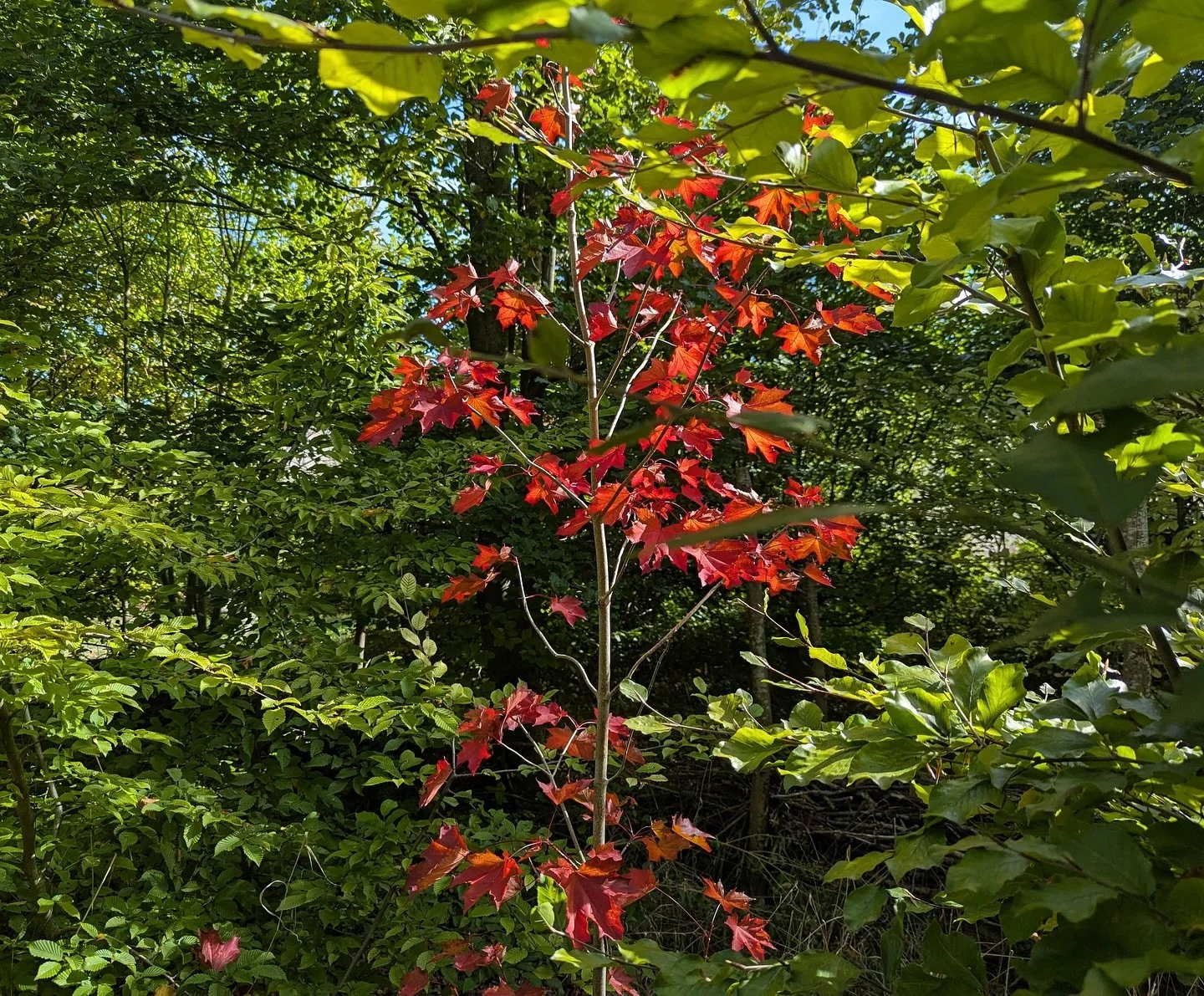 On Thursday, I will be sharing October&rsquo;s newsletter, &lsquo;Letting Go, Rooting Deep&rsquo;. In it, I&rsquo;ll reflect on how leadership mirrors the cycles of nature, times of release and times of rooting, moments of softening as well as renewa