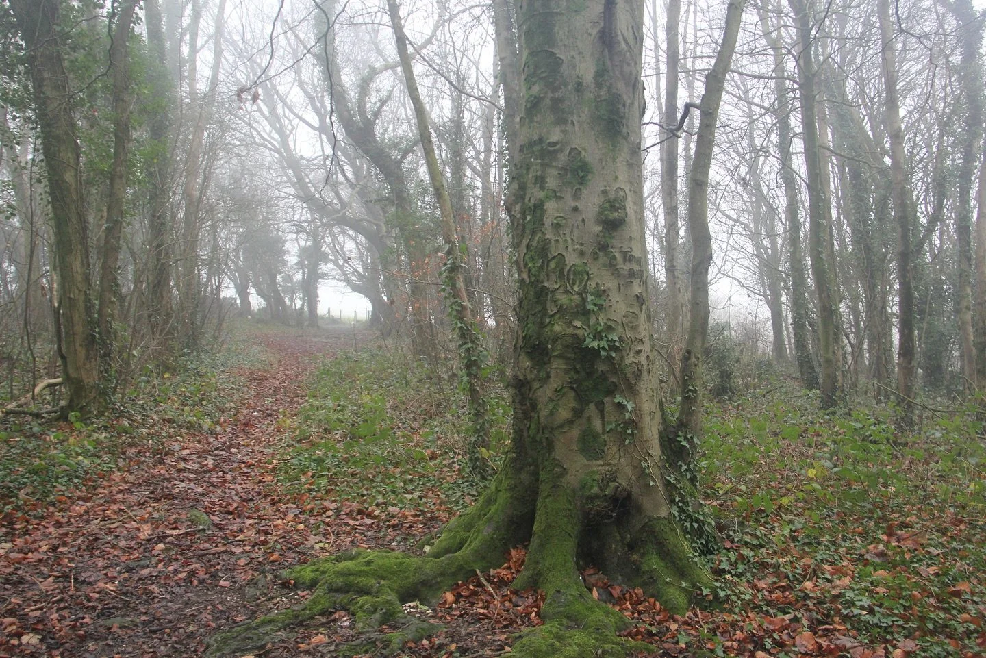 A new newsletter is on its way&hellip;

Here on the woodland path, the trees are letting go, their quiet bareness a reminder that not all growth is visible. In this wintering season, we turn inward. We listen differently. We slow down.

This month&rs