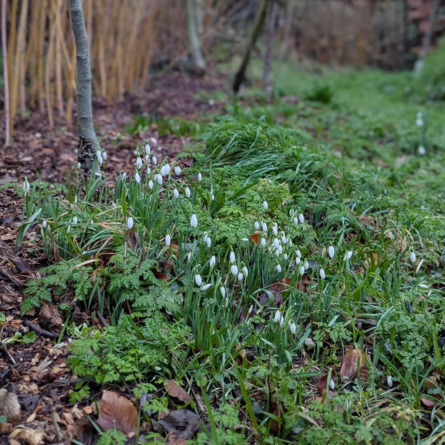 The first stirring beneath the ground.
Not yet spring. But no longer deepest winter.

This season invites a different kind of leadership rhythm - one rooted not in urgency, but in emergence. Not in answers, but in deeper listening.

🌿 What are you s