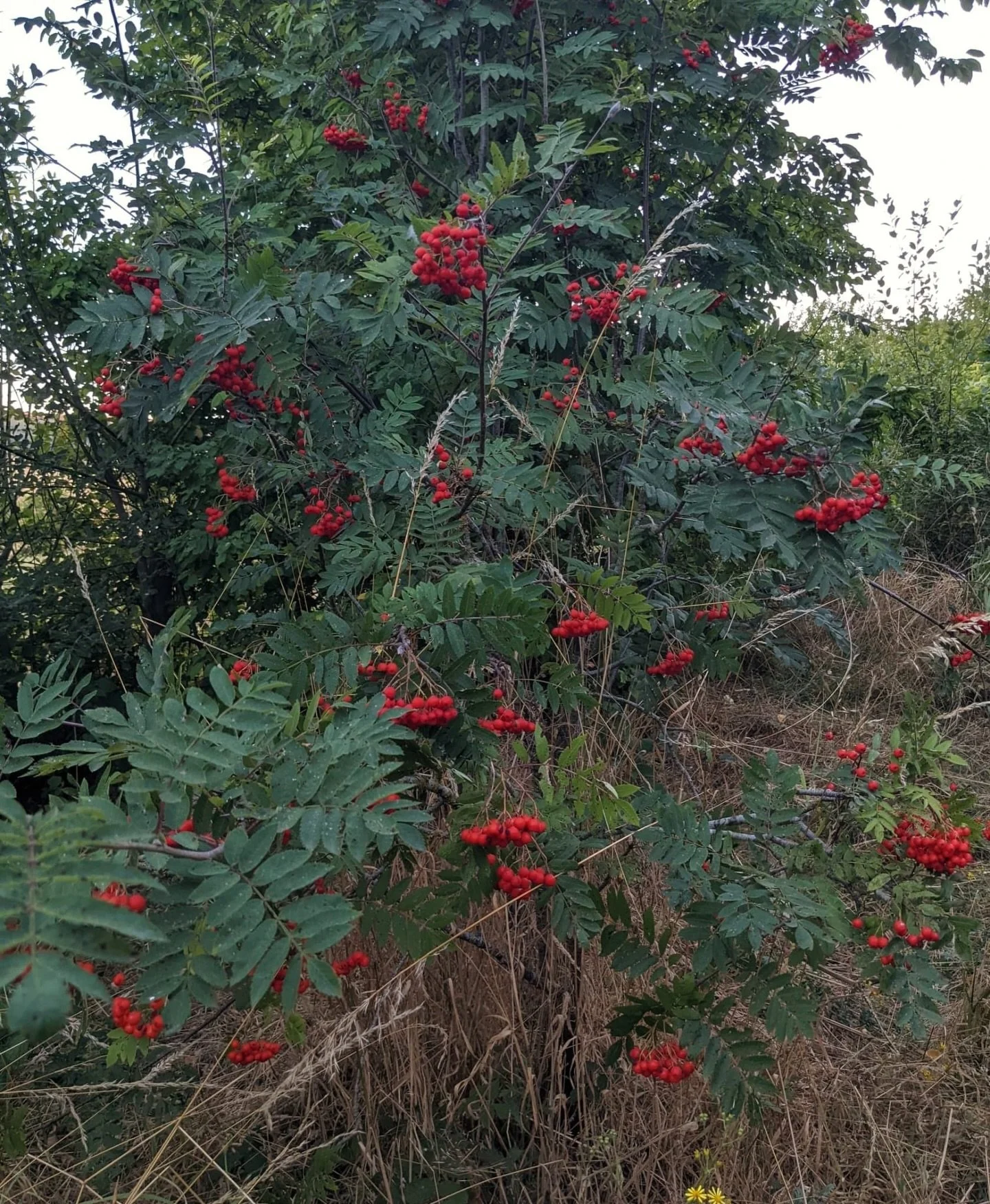 The rowan tree at the edge of the garden is still bare-branched. But there&rsquo;s a quality to her stillness that speaks of readiness.

Late February holds something particular; we&rsquo;re not yet in spring, but we&rsquo;re no longer in the depths 