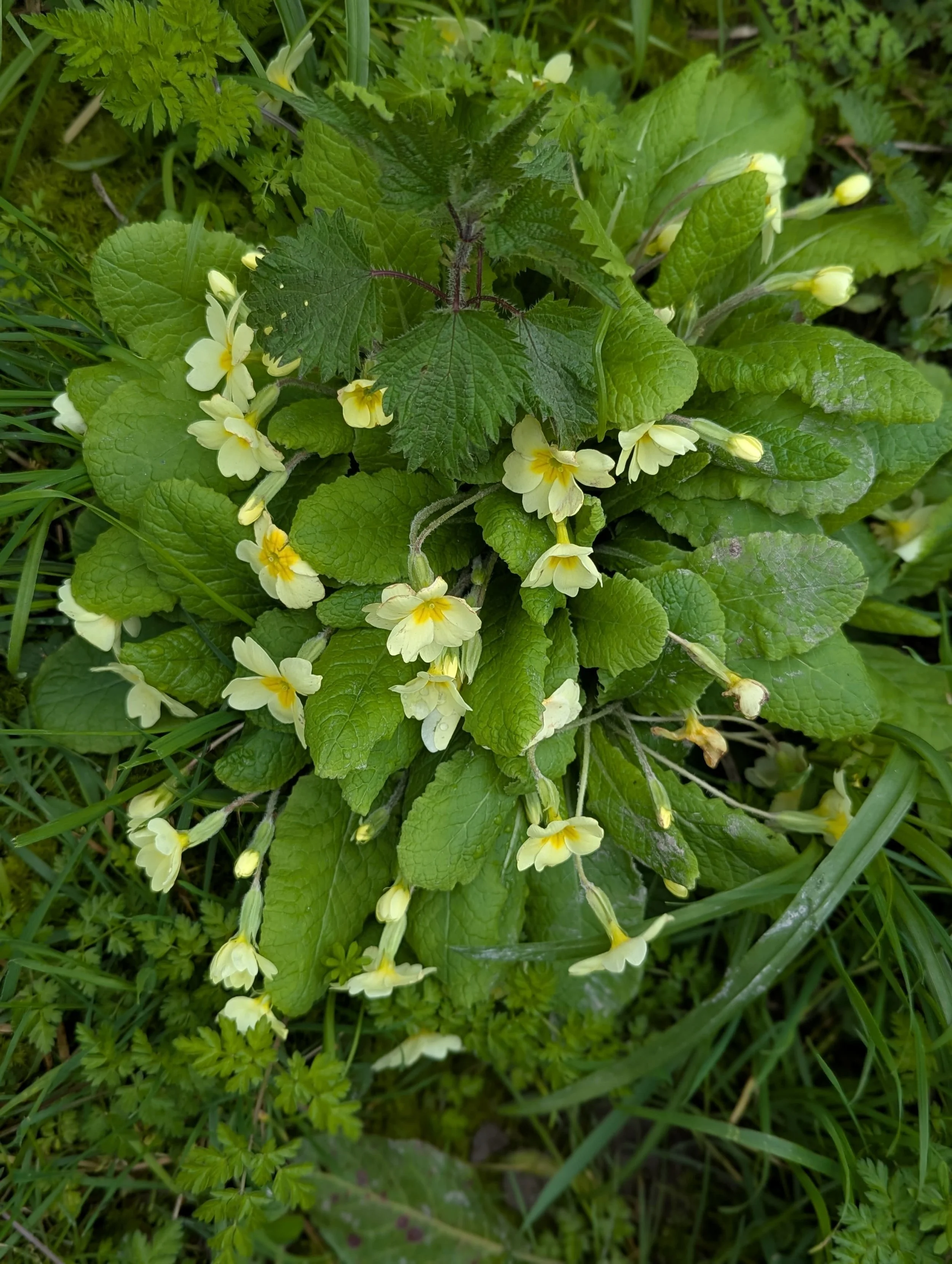 Between the Dark and the Light