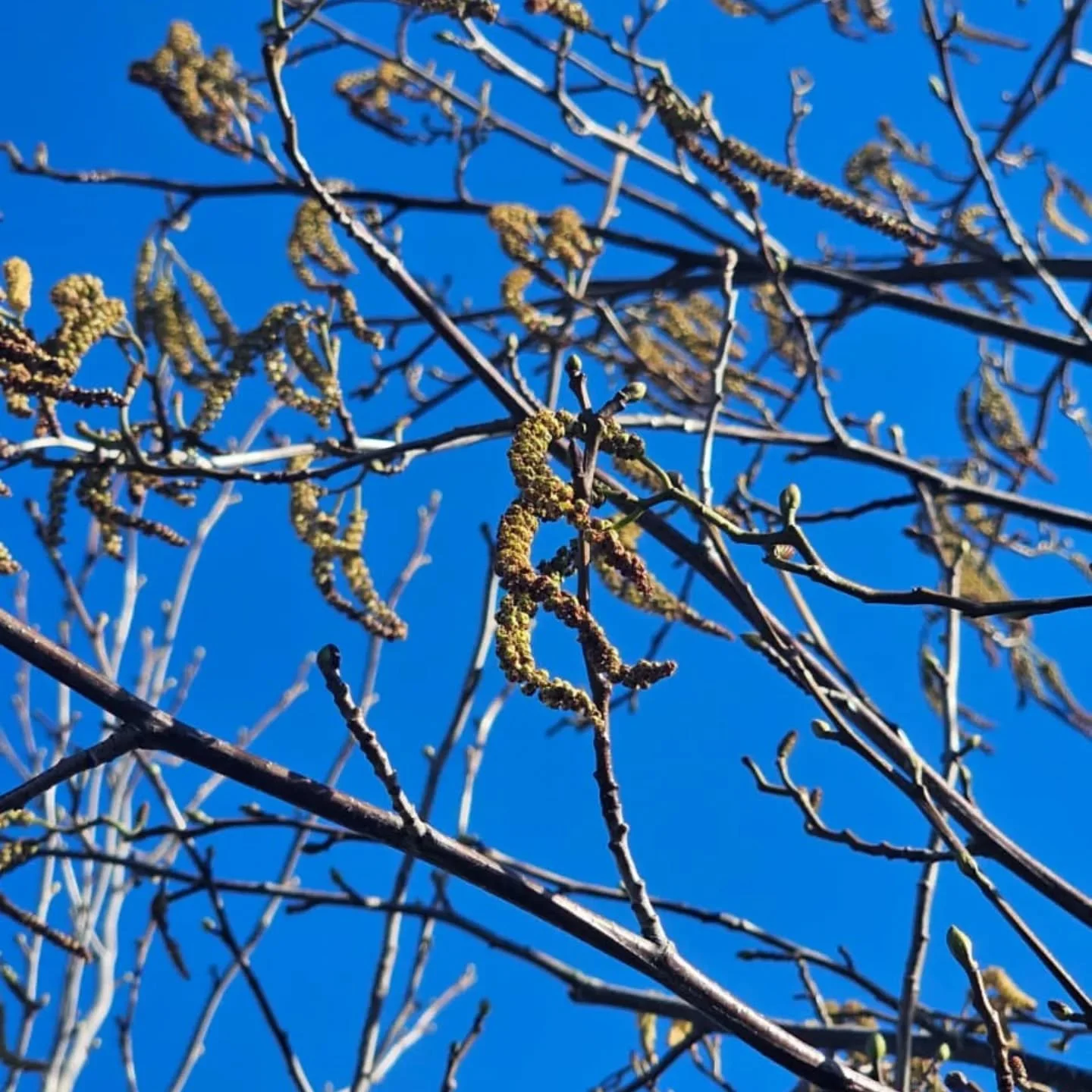The alder tree grows where land meets water.
In the marshes. Along the riversides. In the places where the boundary blurs.

Its roots hold the soft ground steady. Its timber, hidden beneath centuries of bridges and buildings, hardens rather than rots
