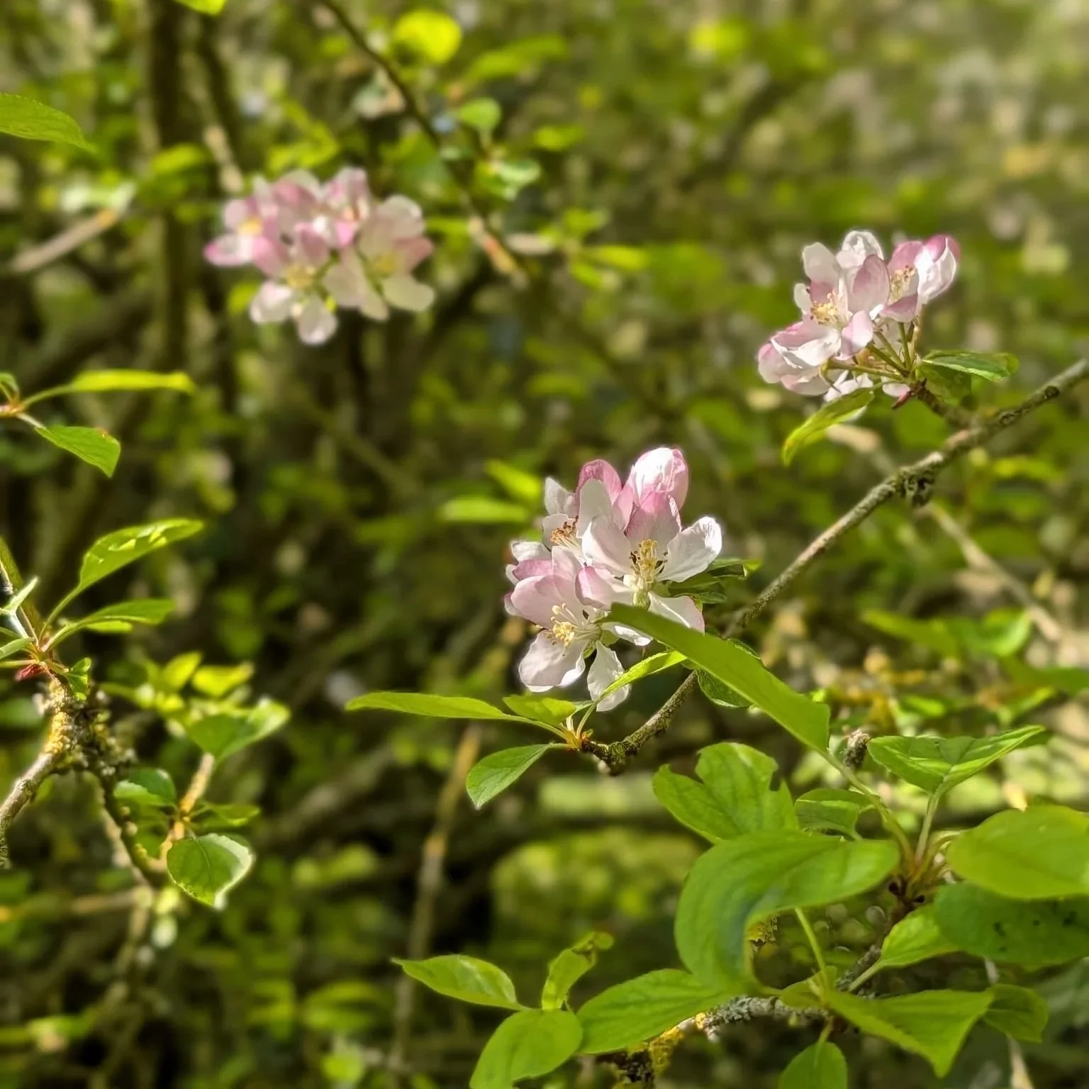 What Grows Beneath the Surface