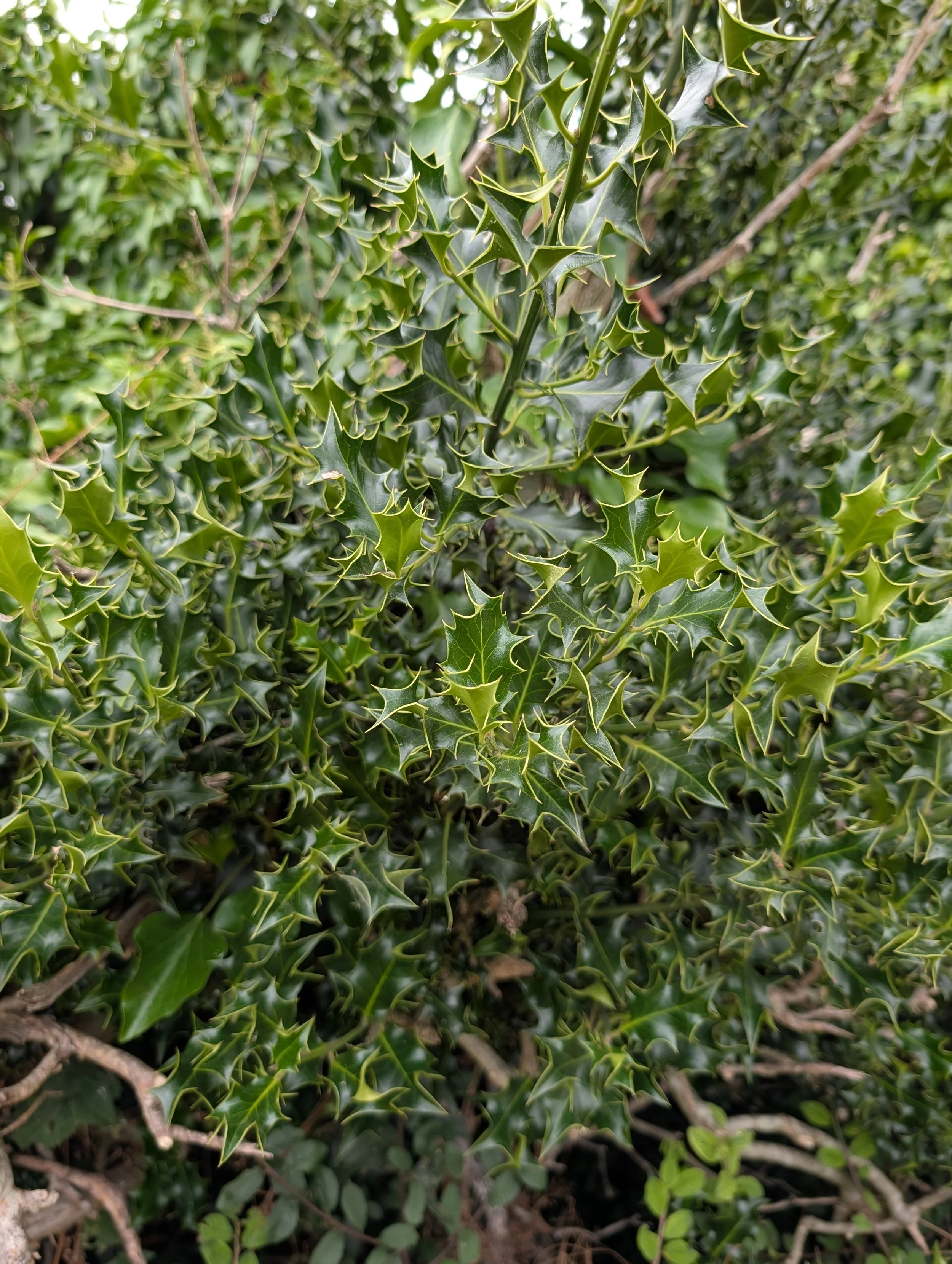 July Reflections: The Month of the Holly
