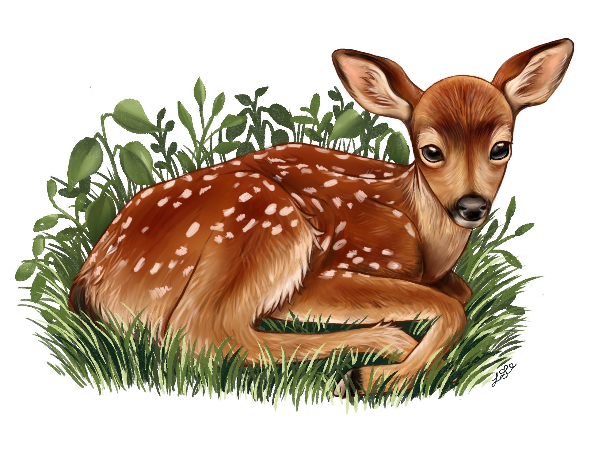Columbian Black-Tailed Deer Fawn, digital painting (Procreate), Summer 2025