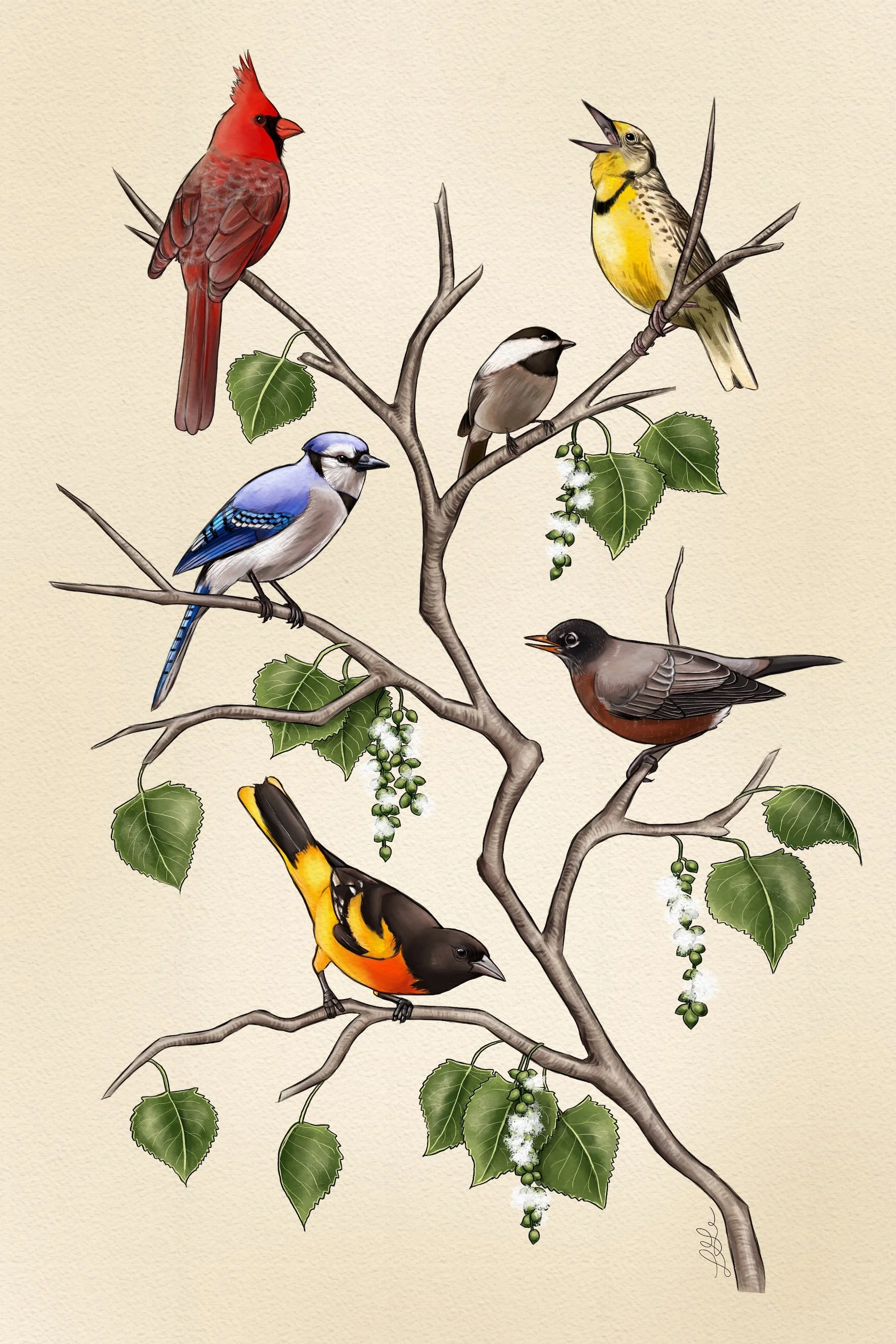 Nebraska Backyard Birds on an Eastern Cottonwood, Digital Painting (Clip Studio Paint), Fall 2026