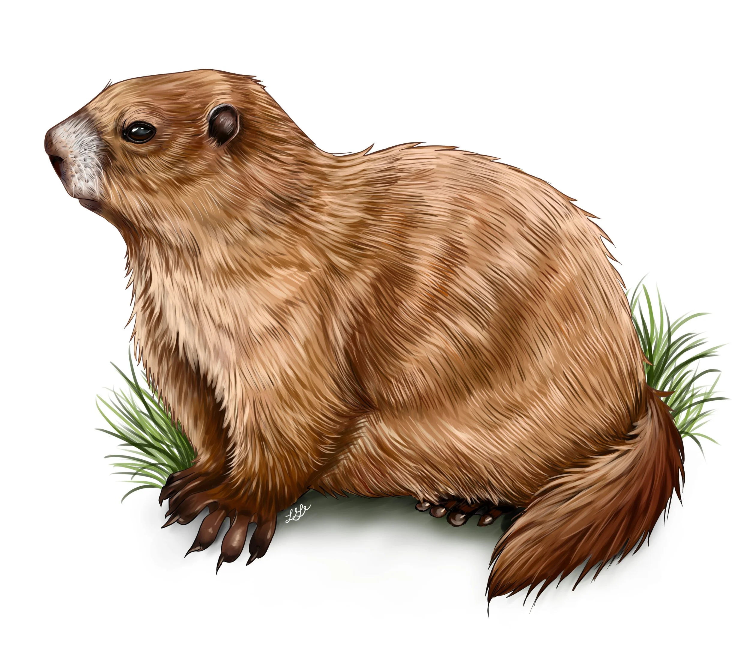 Olympic Marmot, Digital Painting (Clip Studio Paint), Summer 2025