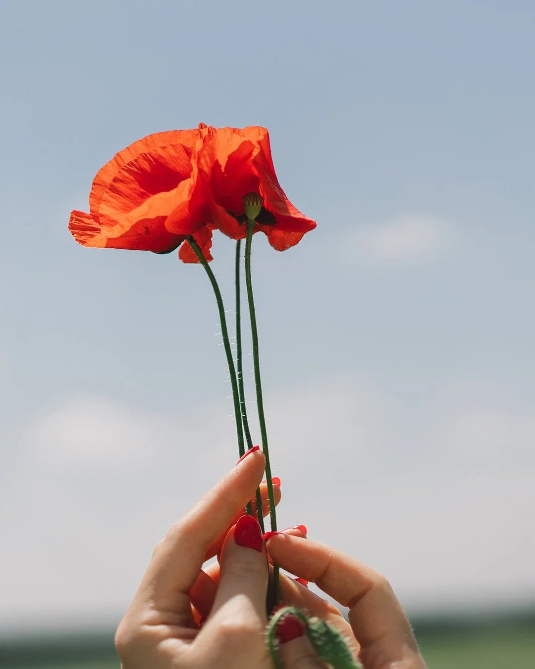 In Australia, at the 11th hour on the 11th day of the 11th month, we pause to remember them. 🇦🇺

Today, we take a moment to recognise, honour, and remember the bravery and sacrifices of those who have fought and given their lives in service to our 