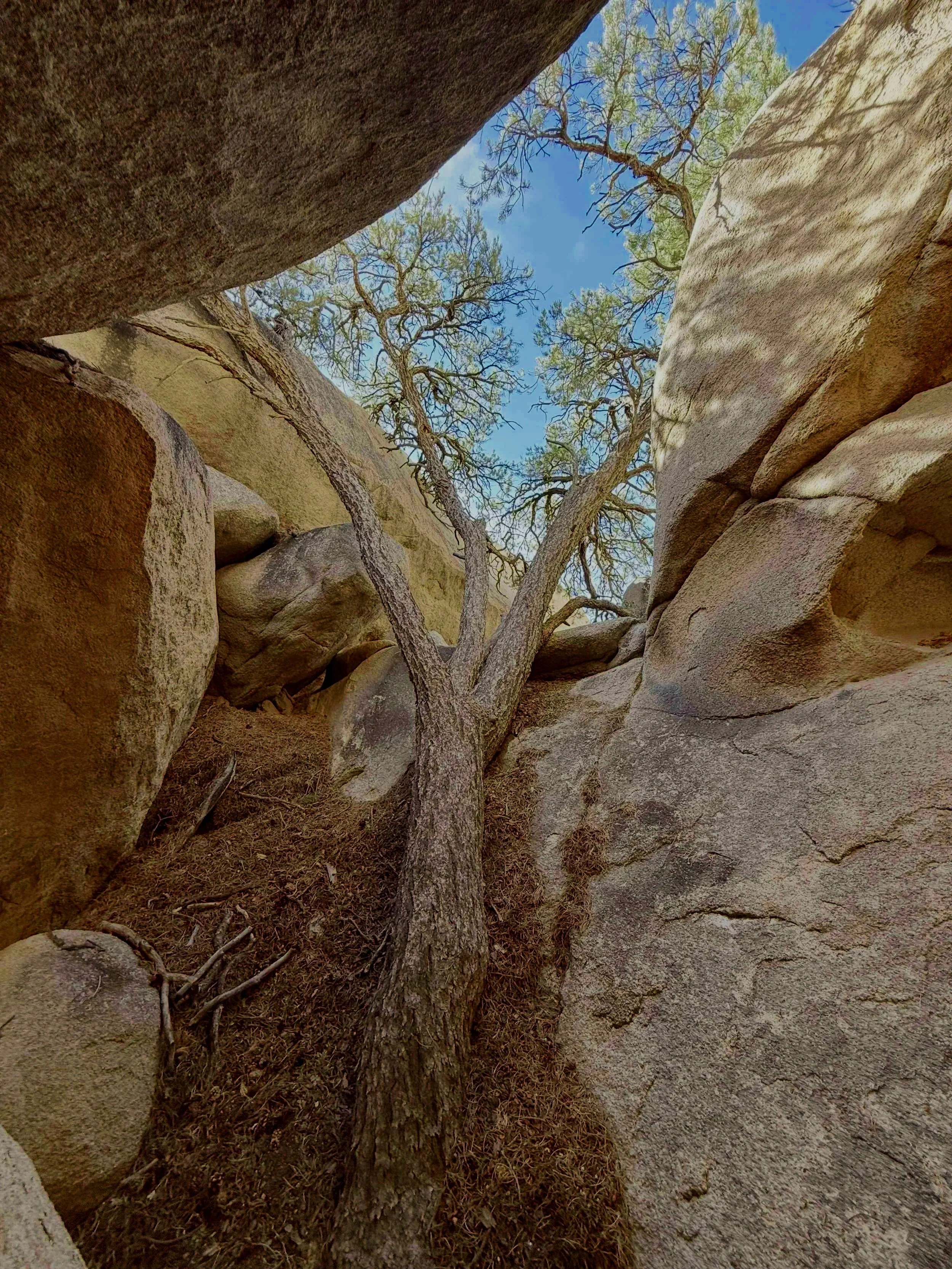 View looking up between large granite rocks at a twisted medusa tree growing in the gap on The Great Misdirect — Joshua Tree National Park