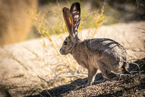 Flora and Fauna of Joshua Tree