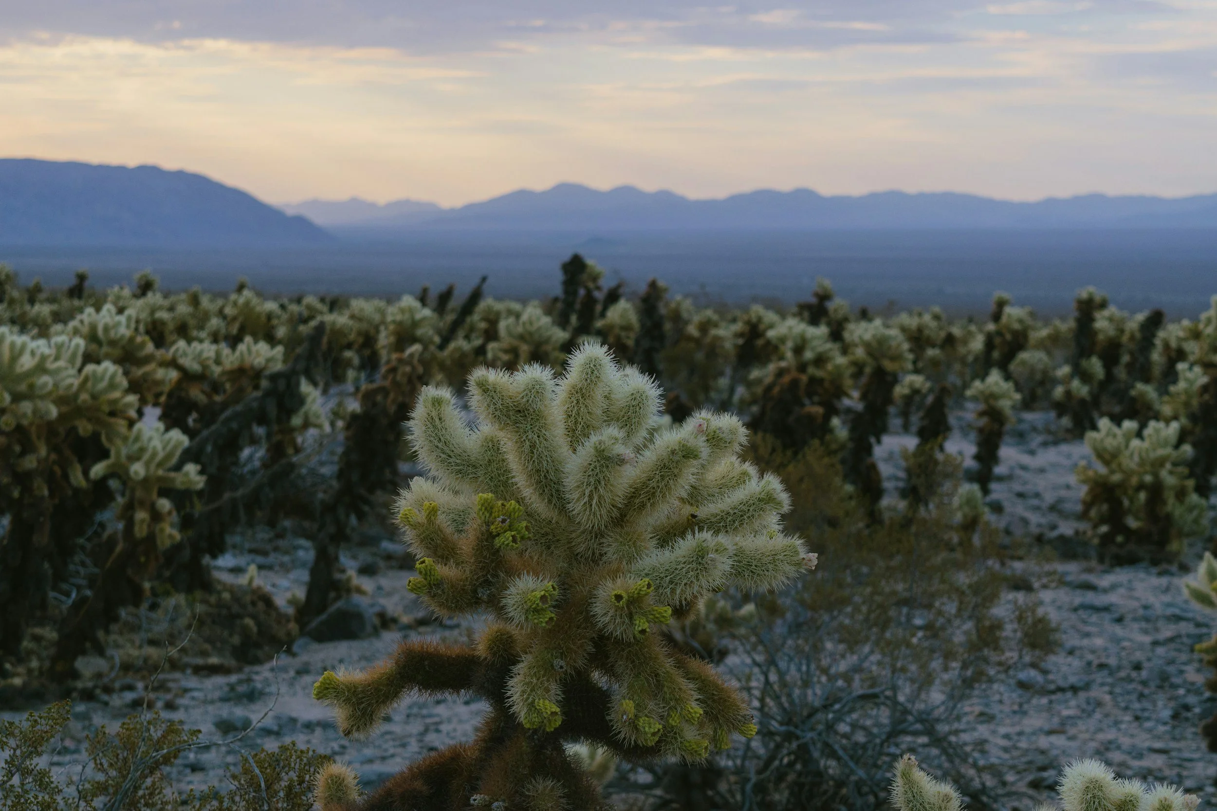 Cholla Cactus Garden at Joshua Tree: Everything You Need to Know Before You Visit