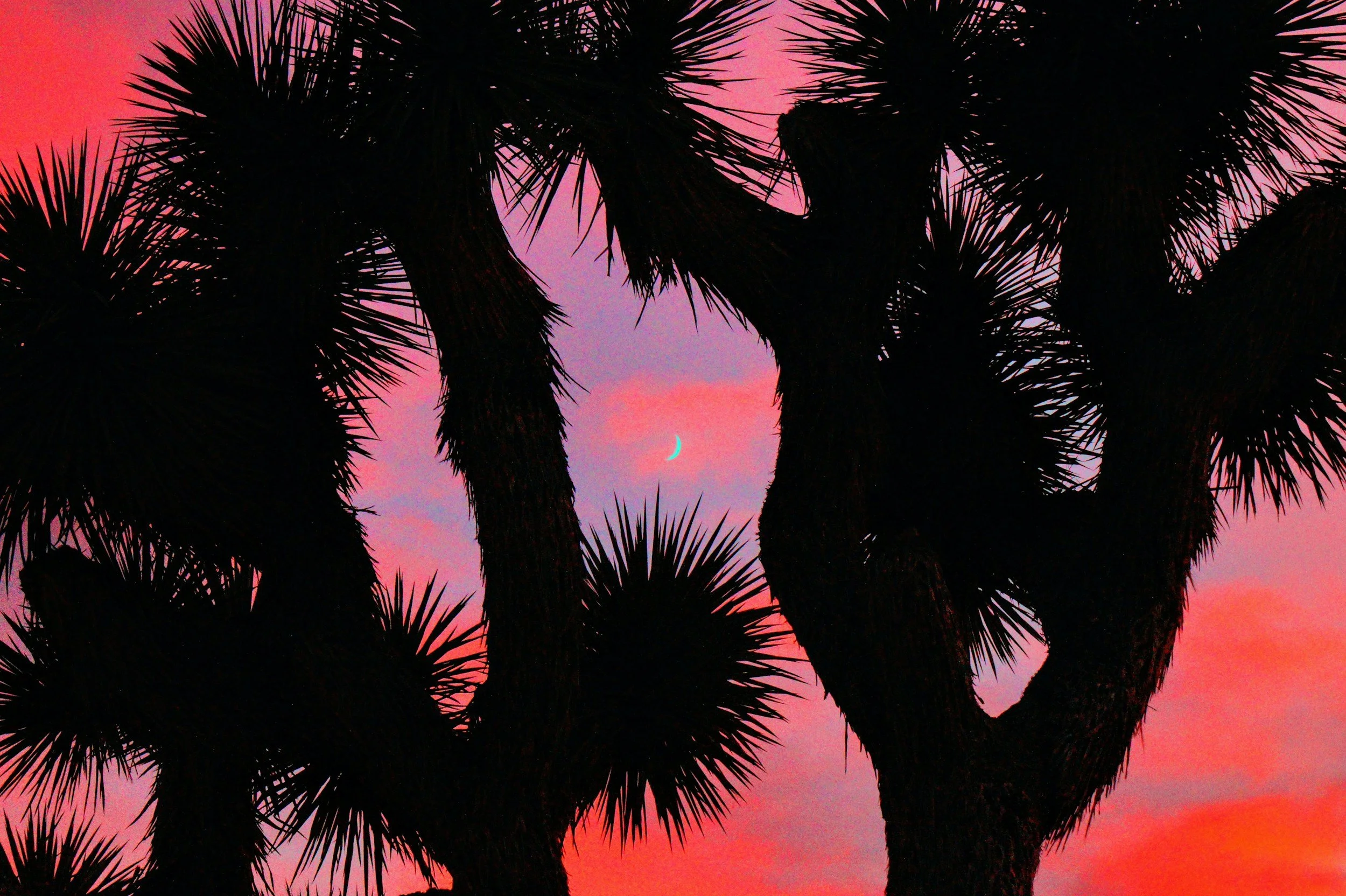 Joshua Tree Events &amp; Festivals: The Complete 2026 Guide
