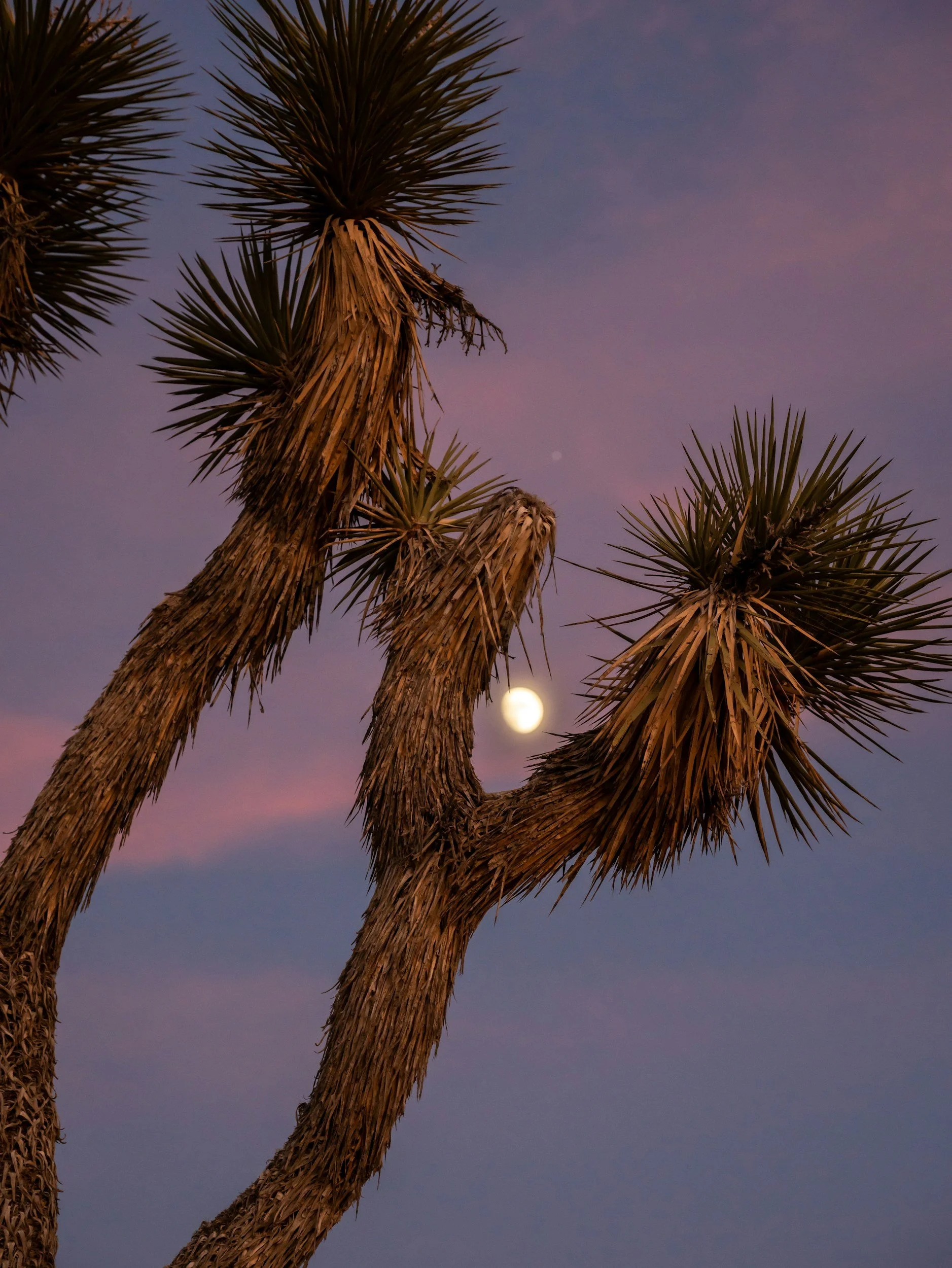 Leave No Trace at Joshua Tree: The Complete 2026 Guide