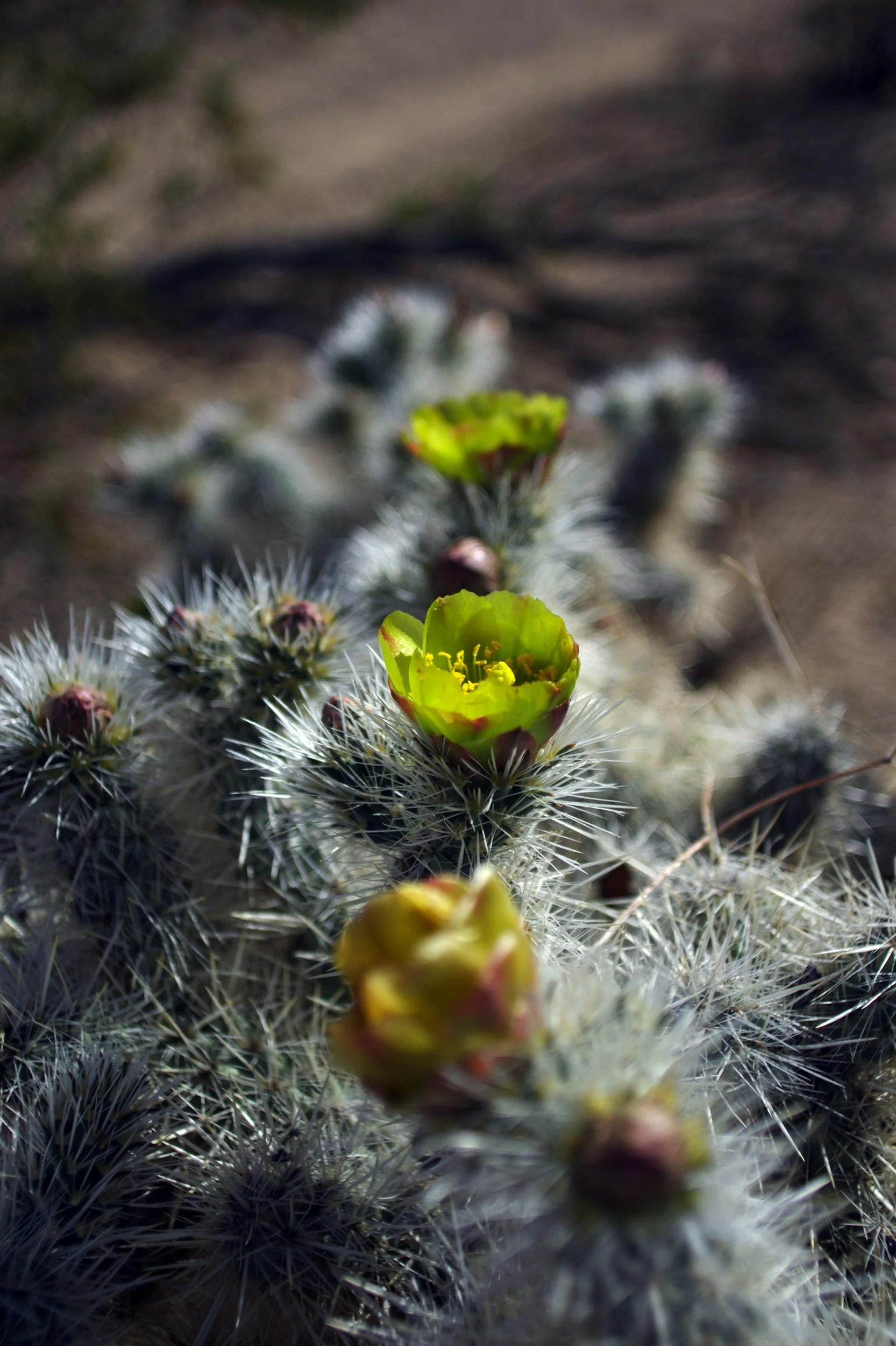Joshua Tree in Spring: Weather, Wildflowers &amp; Why It's Peak Season