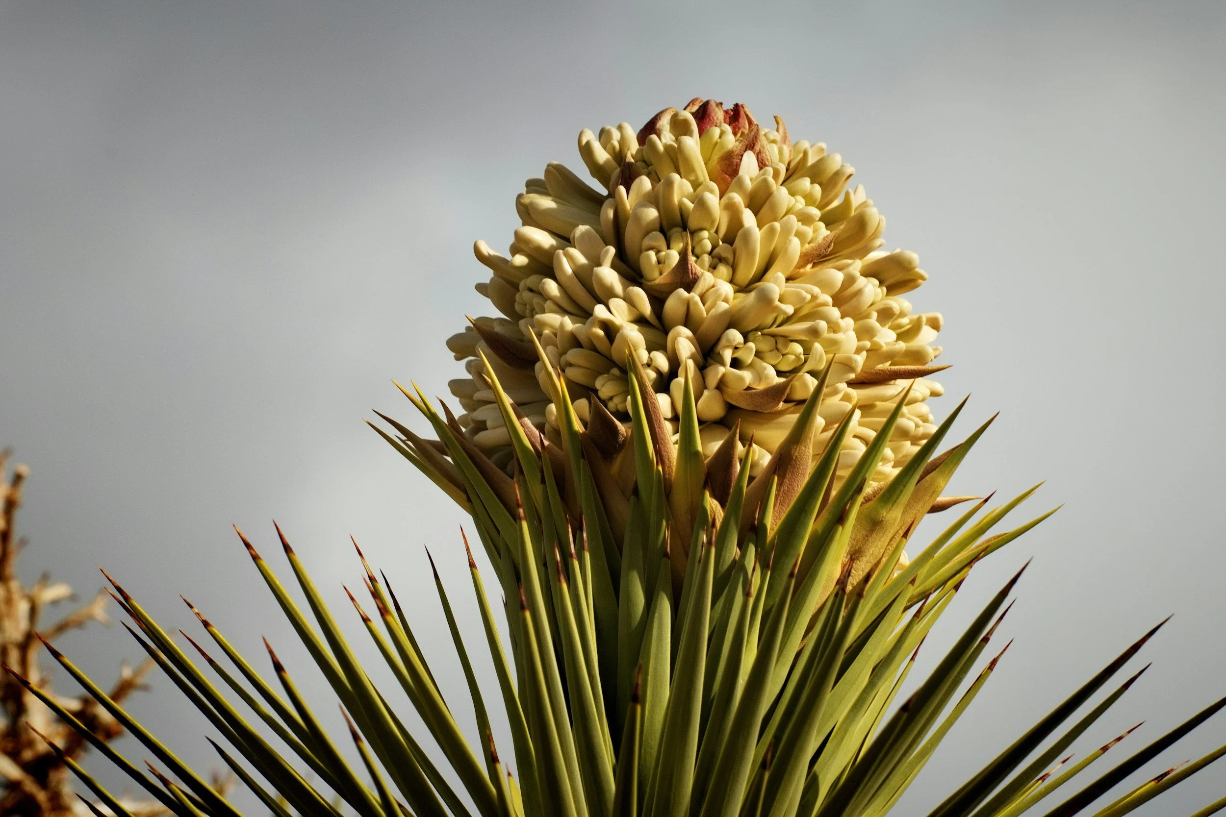 Native Peoples of Joshua Tree: Serrano, Chemehuevi, Cahuilla &amp; Mojave History