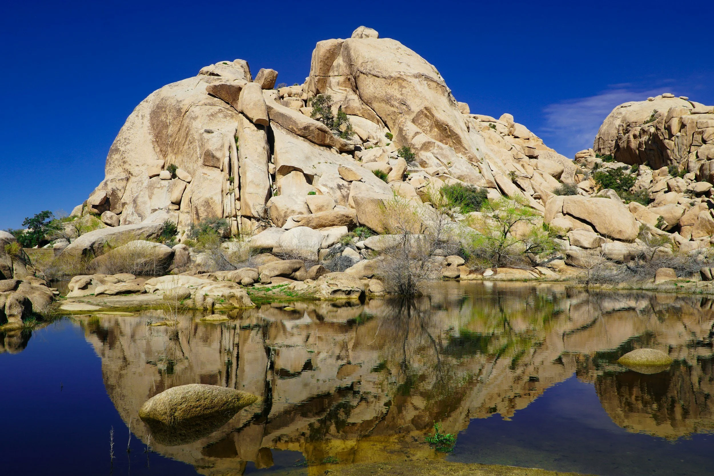 Barker Dam Trail Guide: History, Petroglyphs &amp; Wildlife in Joshua Tree