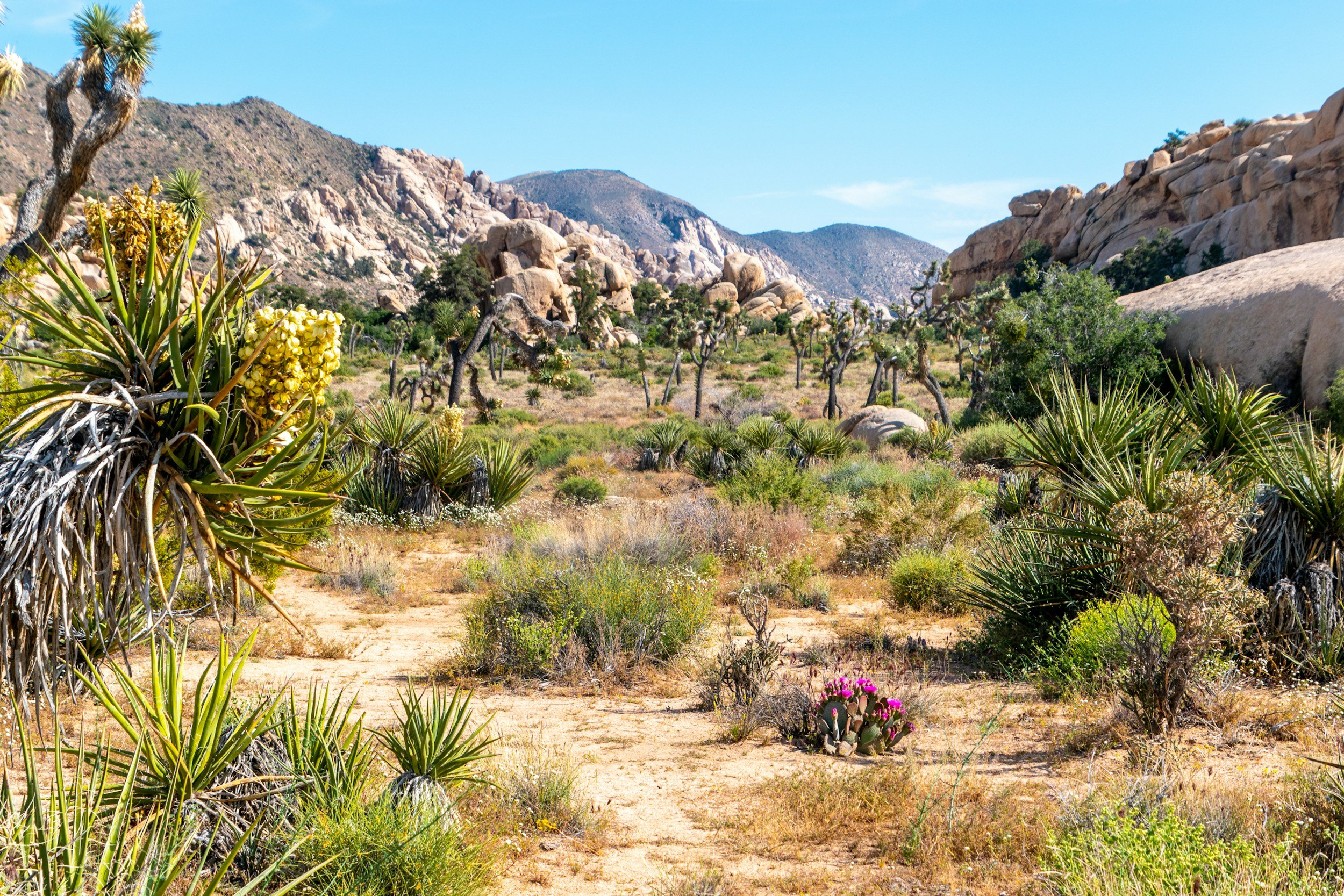 Joshua Tree Wildflowers: Peak Bloom Dates, Best Spots &amp; 2026 Guide