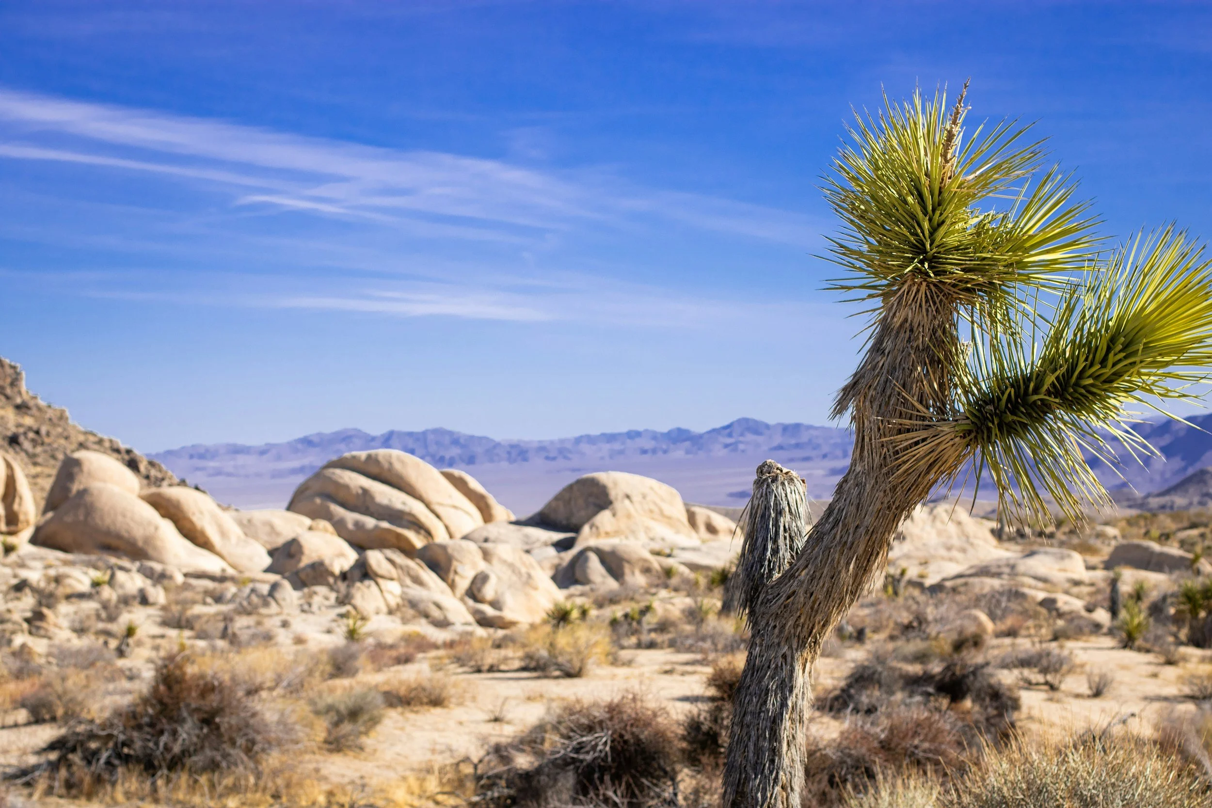 Mastodon Peak Trail Guide: Gold Mines, Palm Oases &amp; Summit Views
