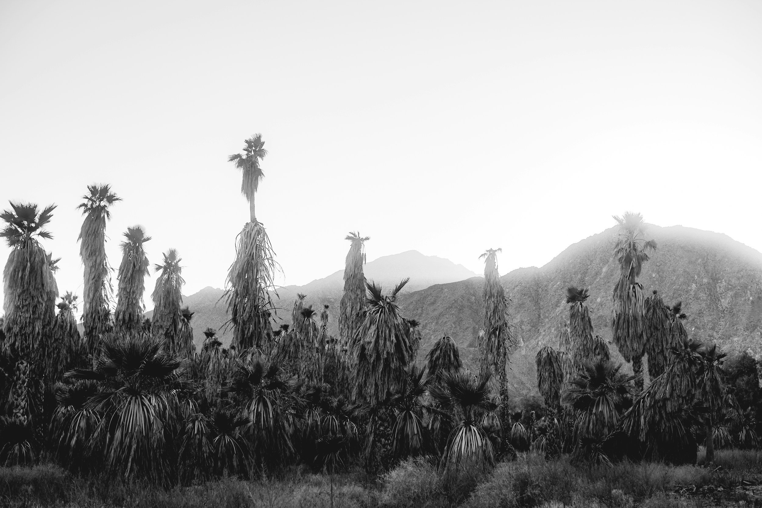 49 Palms Oasis Trail Guide: Joshua Tree's Hidden Canyon Hike