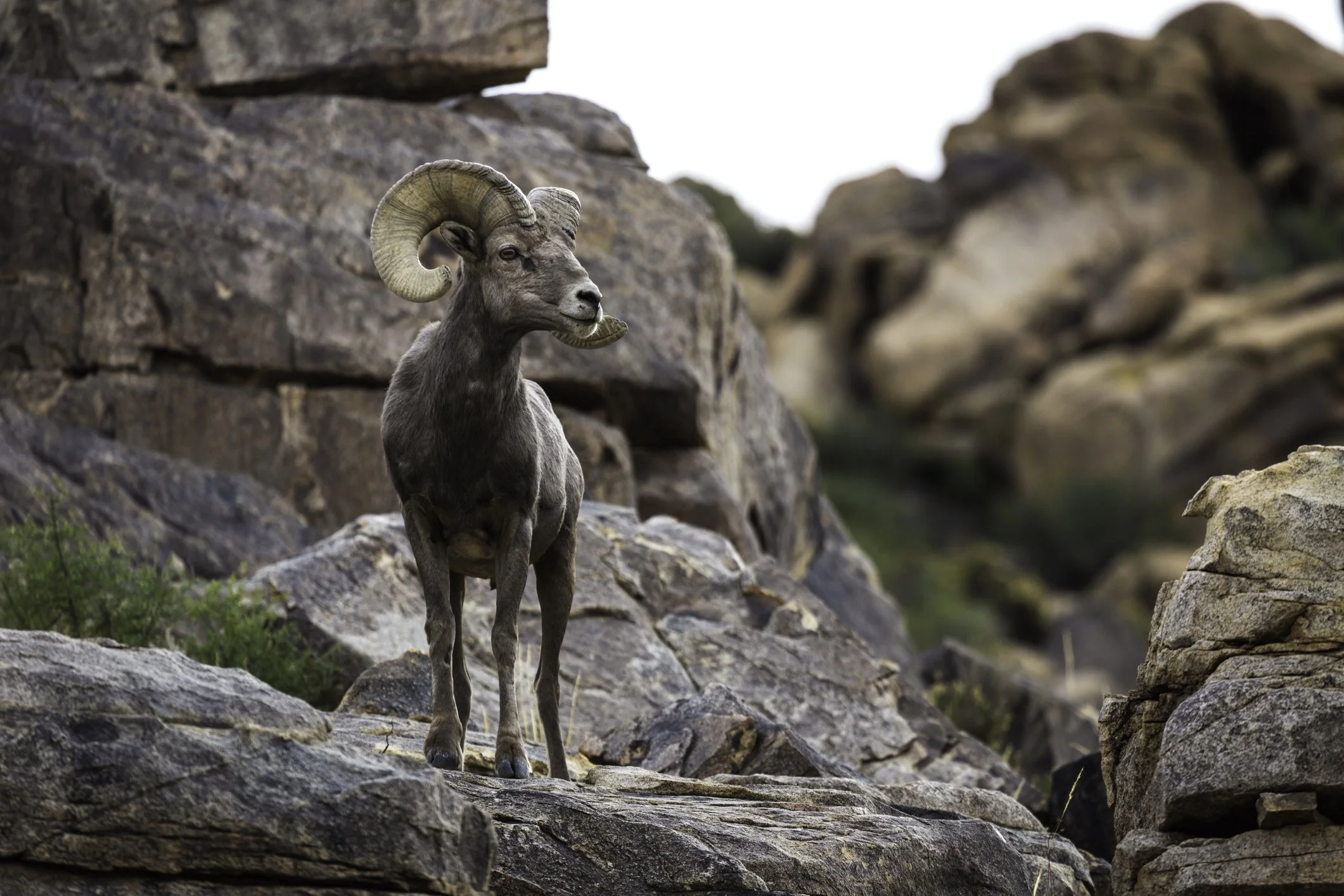 Bighorn Sheep in Joshua Tree National Park