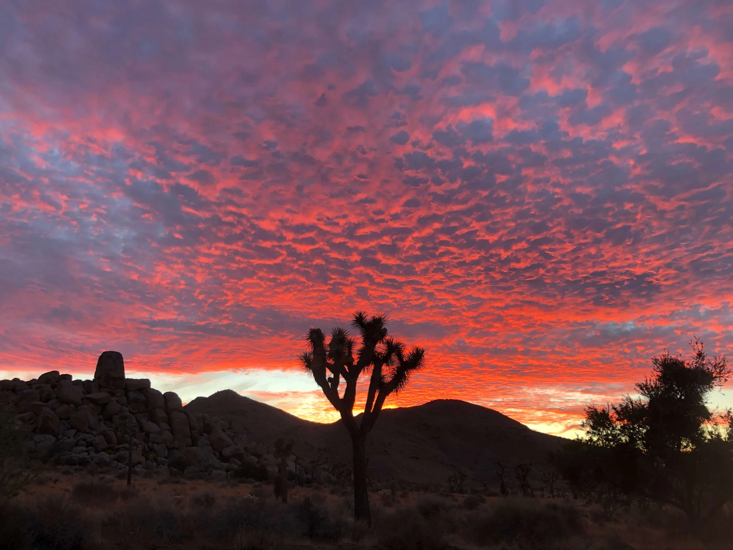 Sunrise over Joshua Tree National Park — golden light illuminating granite boulders and desert landscape