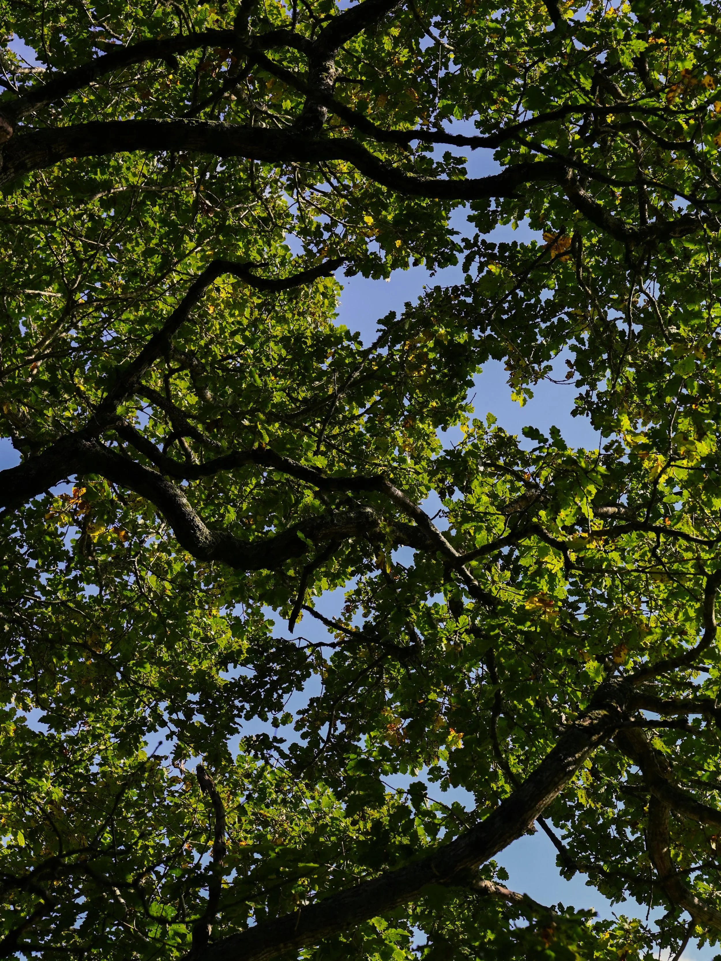 A little autumnal Sunday sunshine.

If you can, make the most of it. Head out for a walk, message a friend, grab a coffee and enjoy a little fresh air.

Whatever your Sunday afternoon looks like, we hope you find a little time to slow down and enjoy 