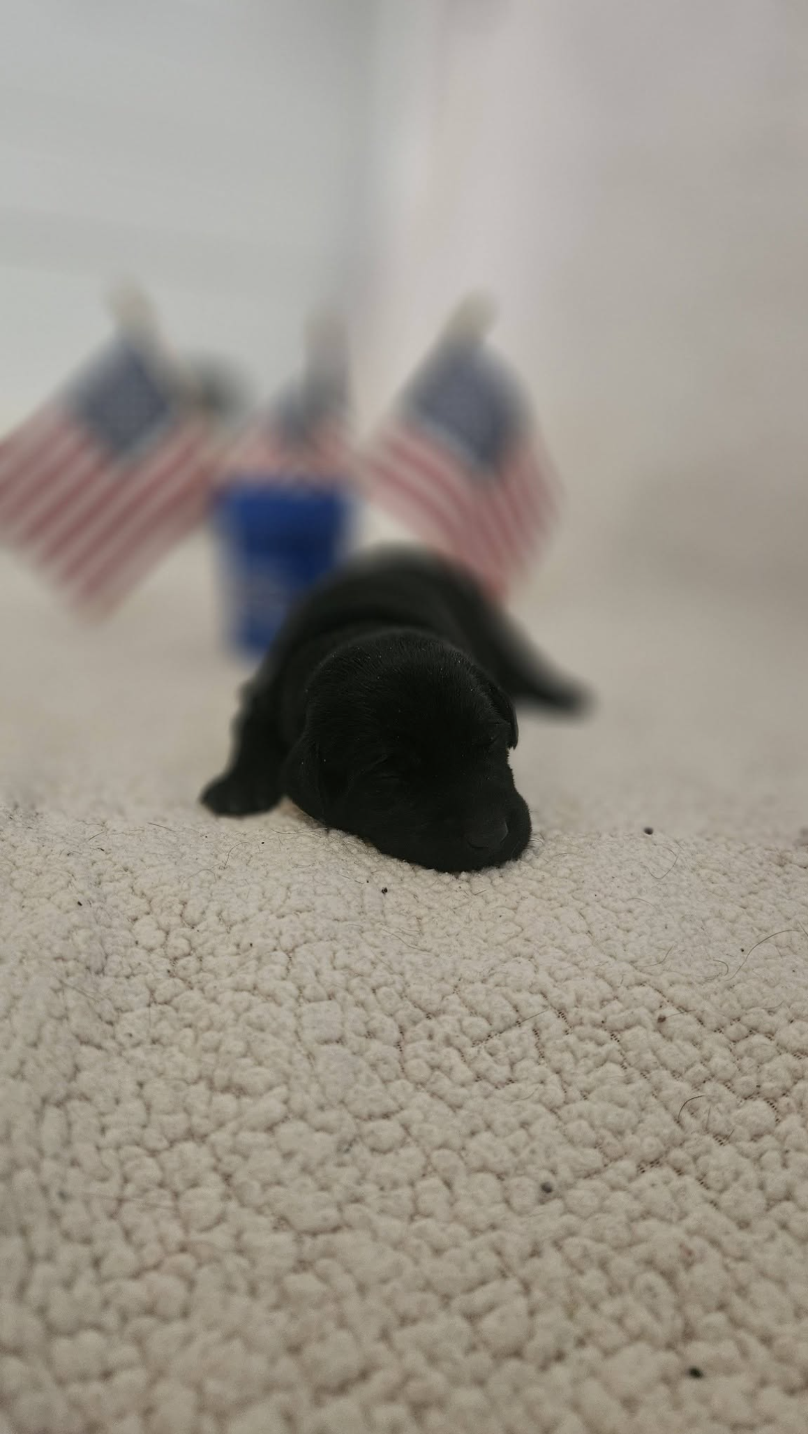 Blue Male "Valor"