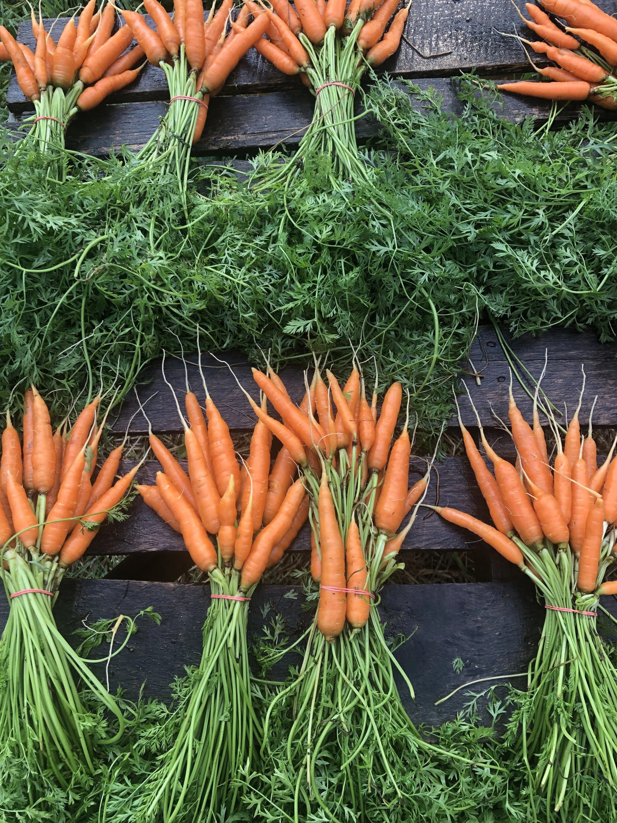 Winter Sweet Carrots