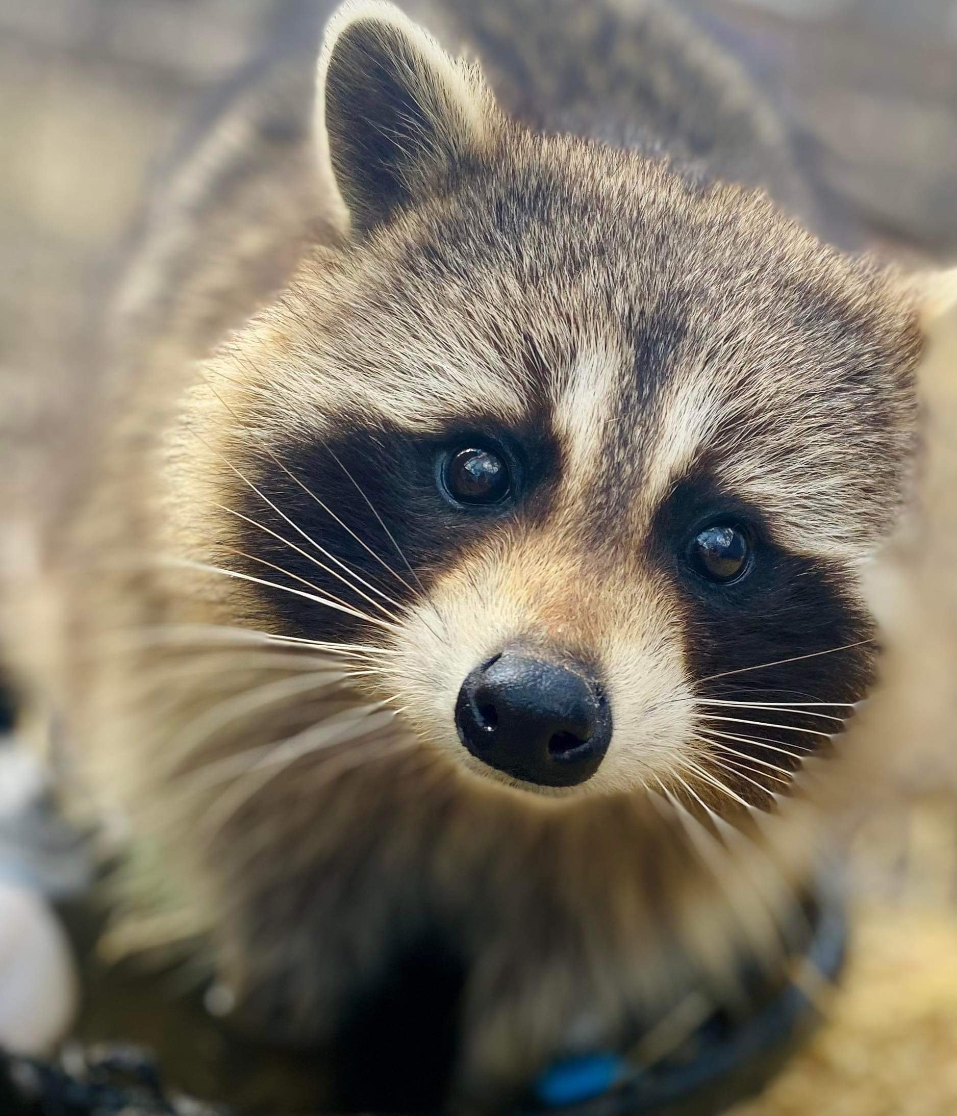 Raccoon - Deposit