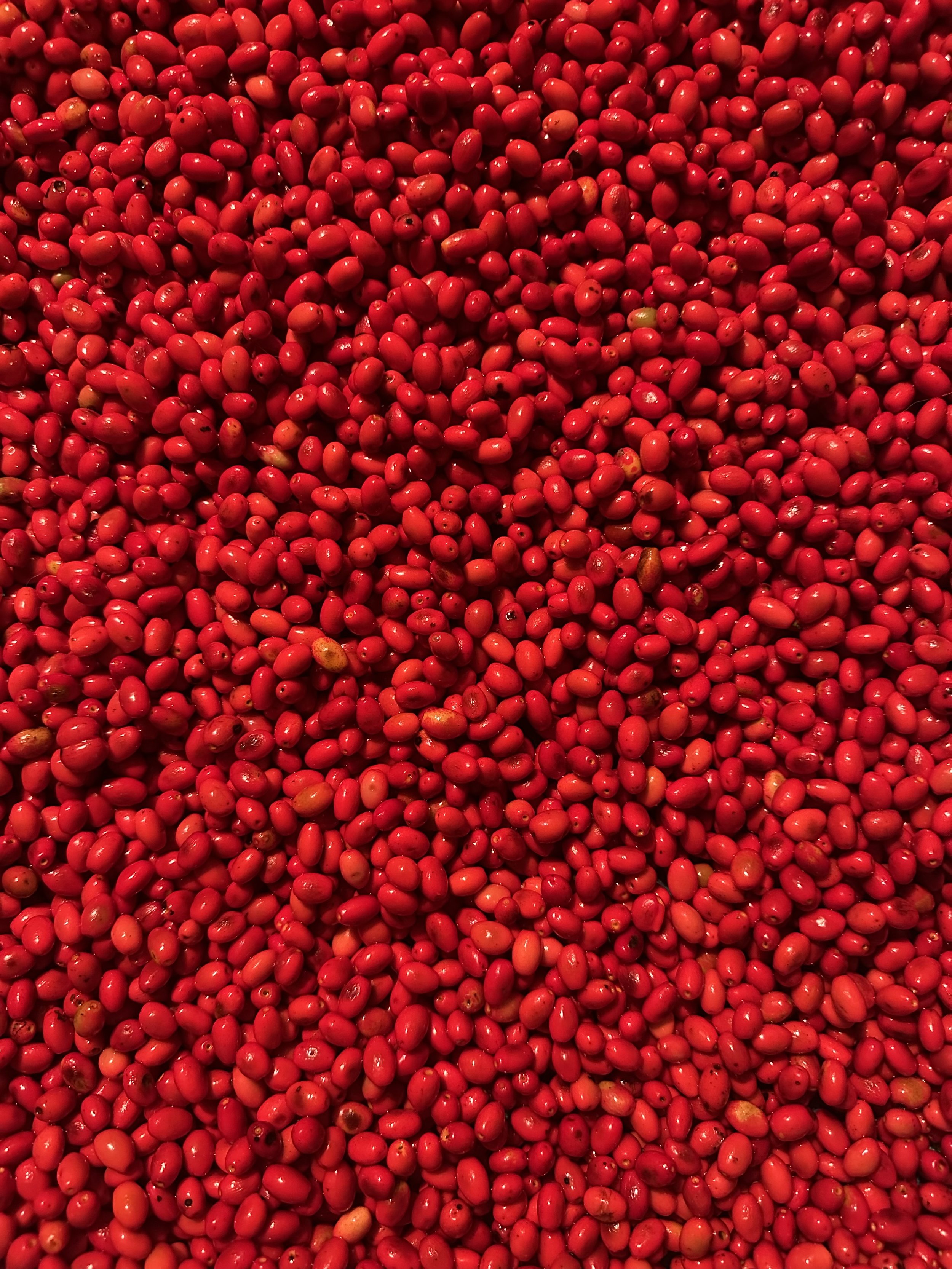 Spice Bush Berries - Fresh Frozen
